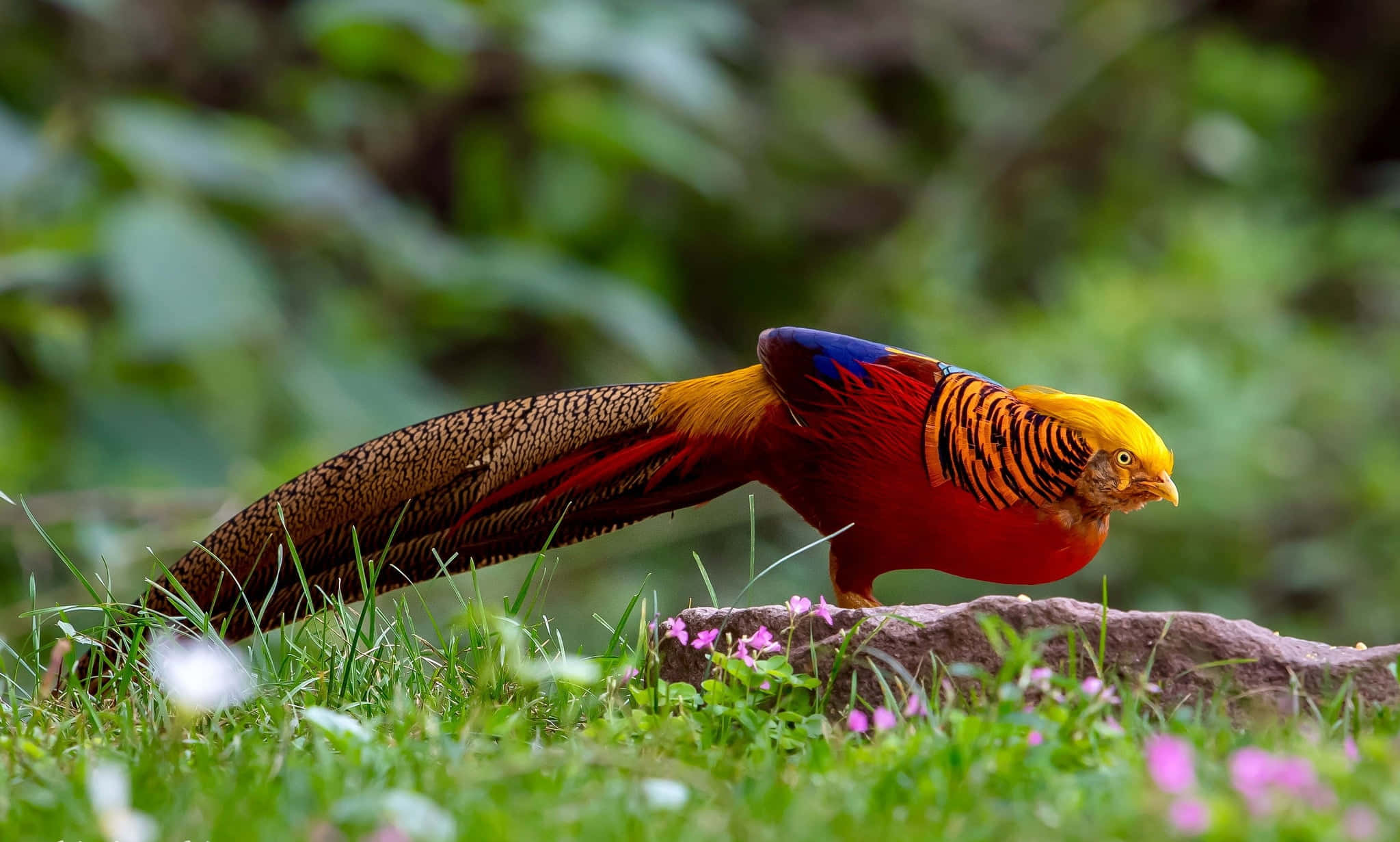 golden pheasant, fiery red body, long patterned tail, Full HD Desktop Wallpaper