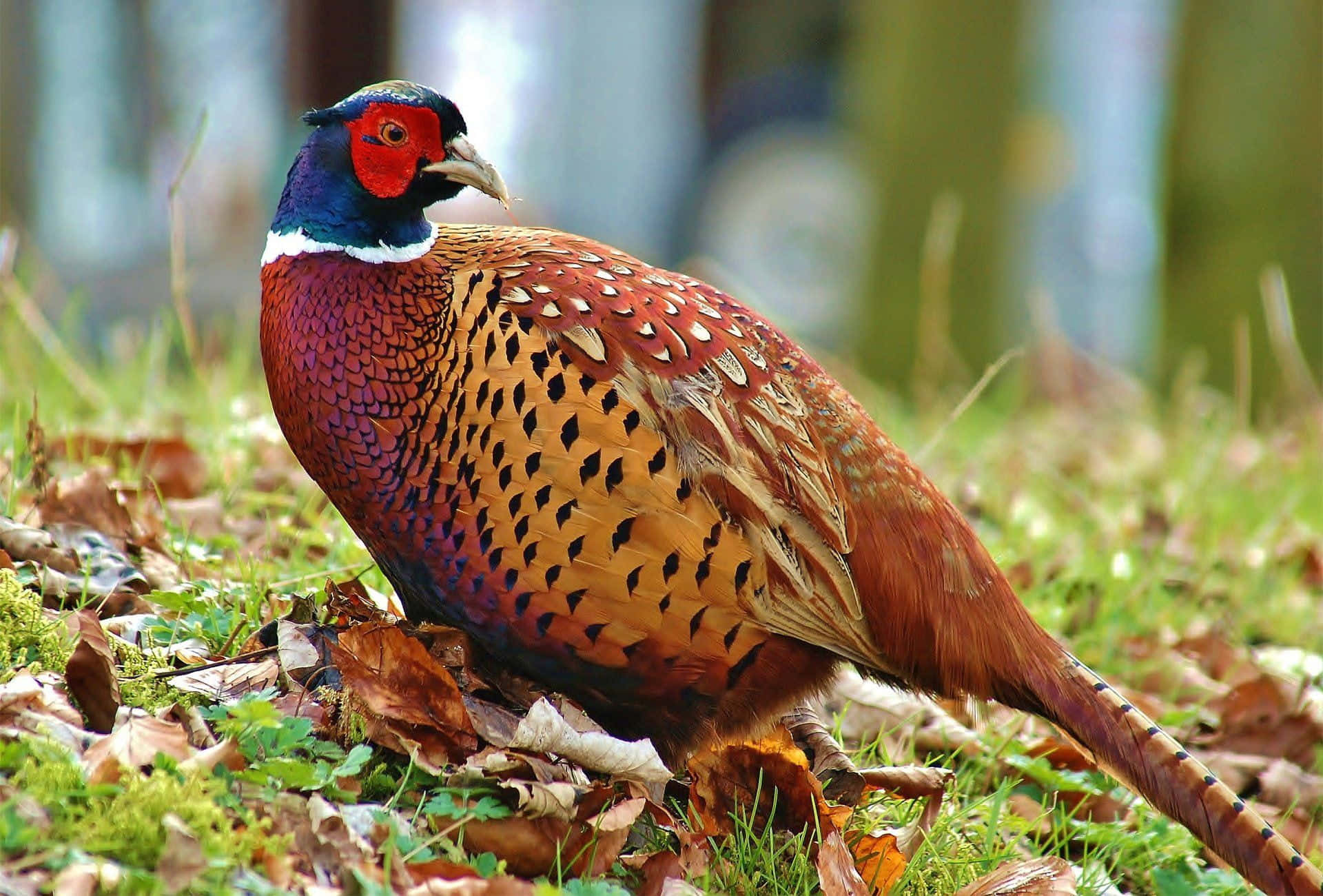 colorful male pheasant, iridescent blue head, speckled brown body, Full HD Desktop Wallpaper