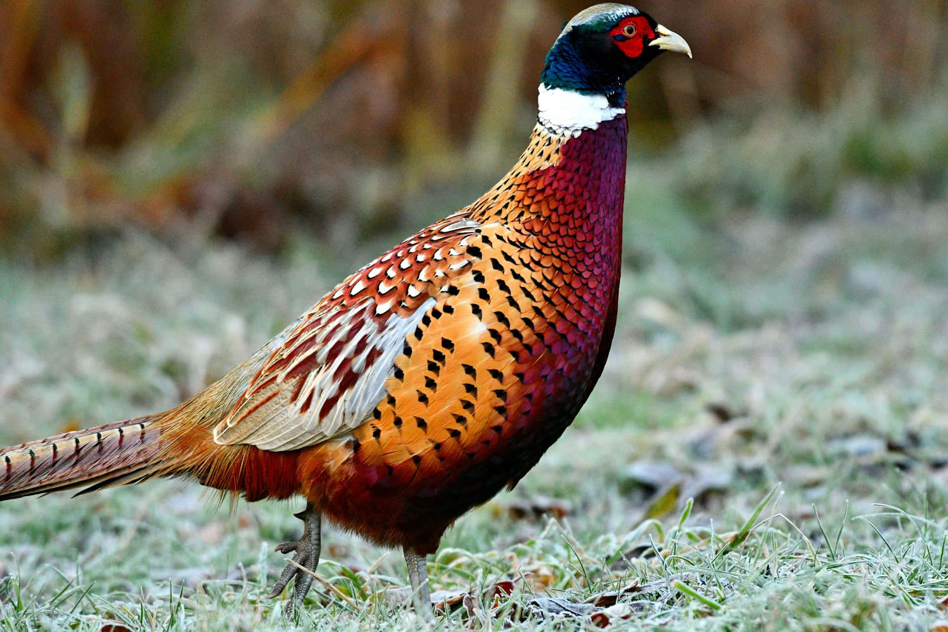 colorful male pheasant, natural habitat, frost-covered grass, Full HD Desktop Wallpaper