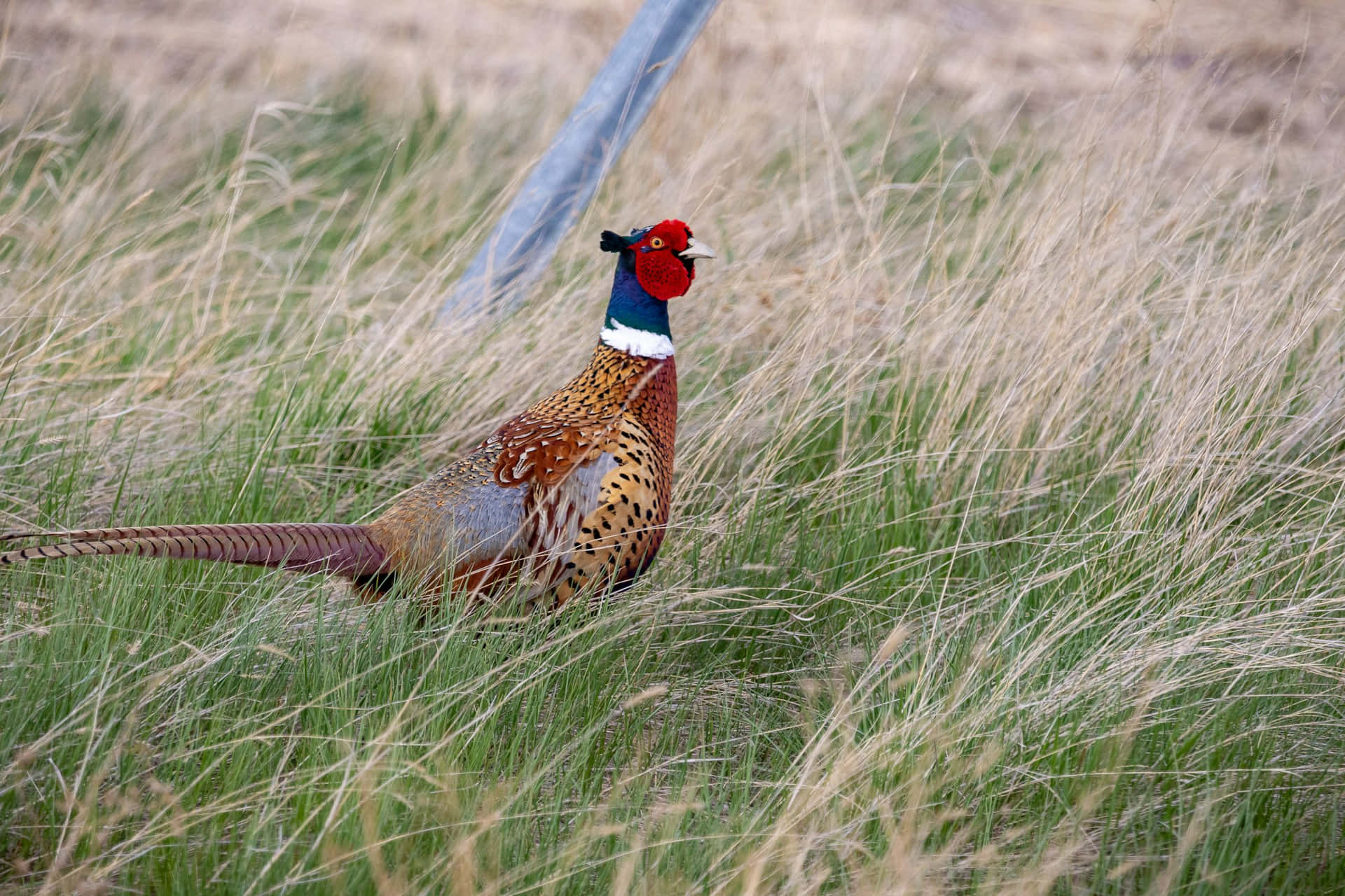 colorful pheasantin, red face, long tail, Full HD Desktop Wallpaper