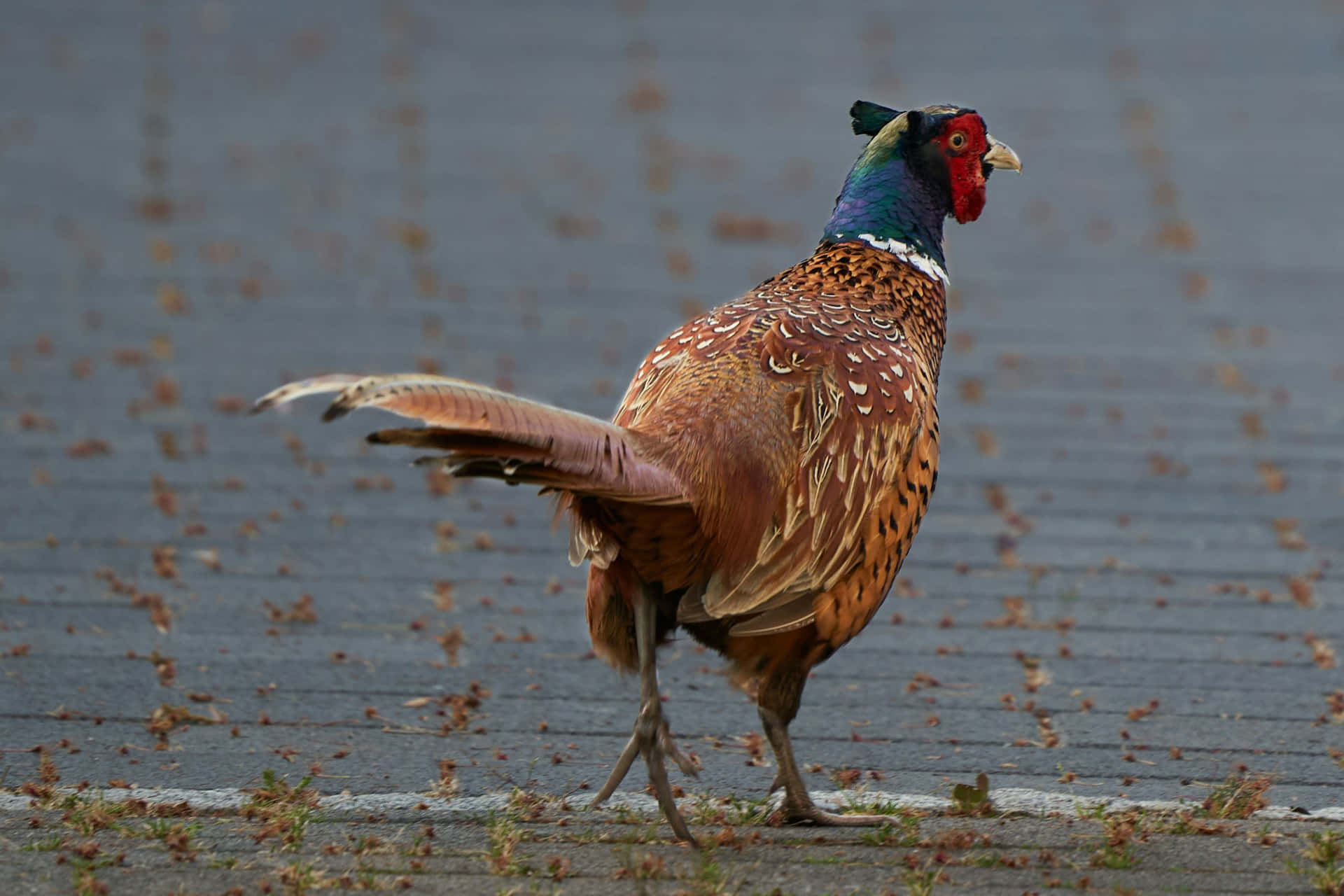 colorful pheasant, iridescent green neck, coppery feathers, Full HD Desktop Wallpaper