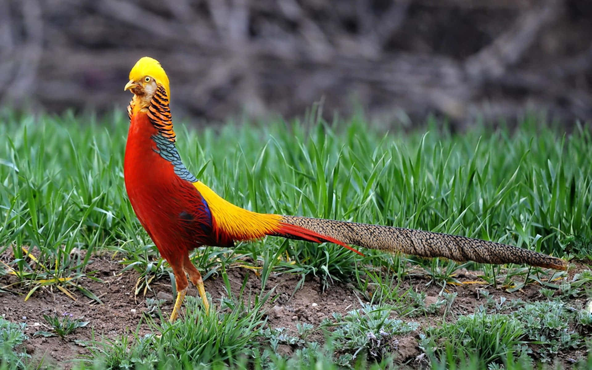 golden pheasant, lush green grass, blurred rocky background, Full HD Desktop Wallpaper