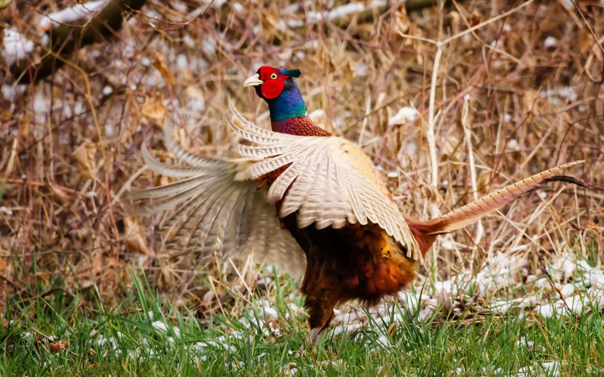 colorful pheasant, iridescent wings, long tail feathers, Full HD Desktop Wallpaper