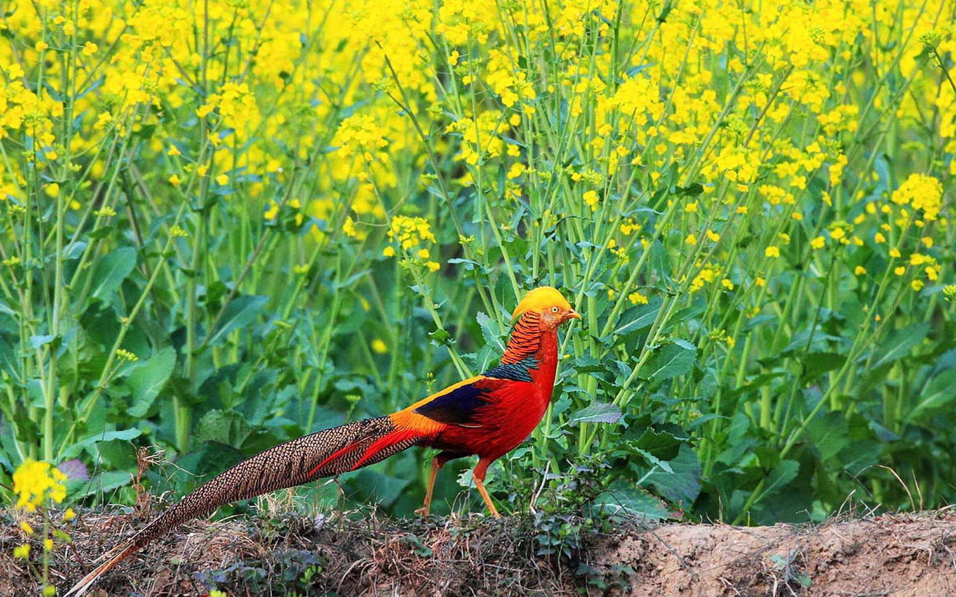 golden pheasant, blooming yellow rapeseed flowers, bright daylight, Full HD Desktop Wallpaper
