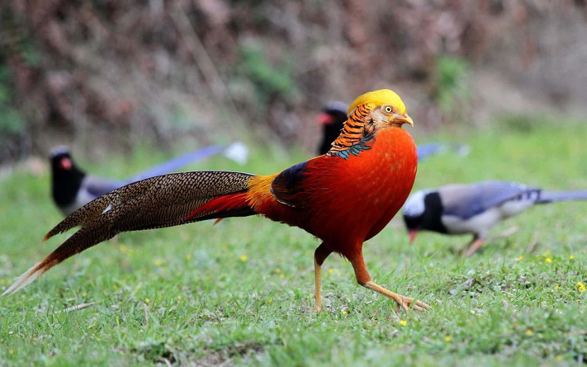 golden pheasant, sunlit grassy field, blurred forest background, Full HD Desktop Wallpaper