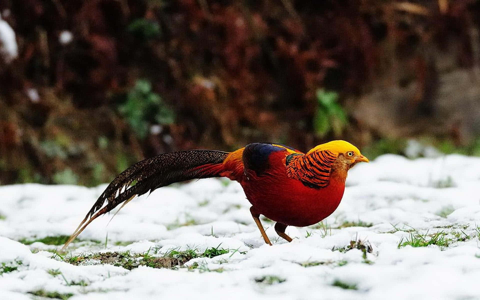 golden pheasant, snowy ground, blurred forest backdrop, Full HD Desktop Wallpaper