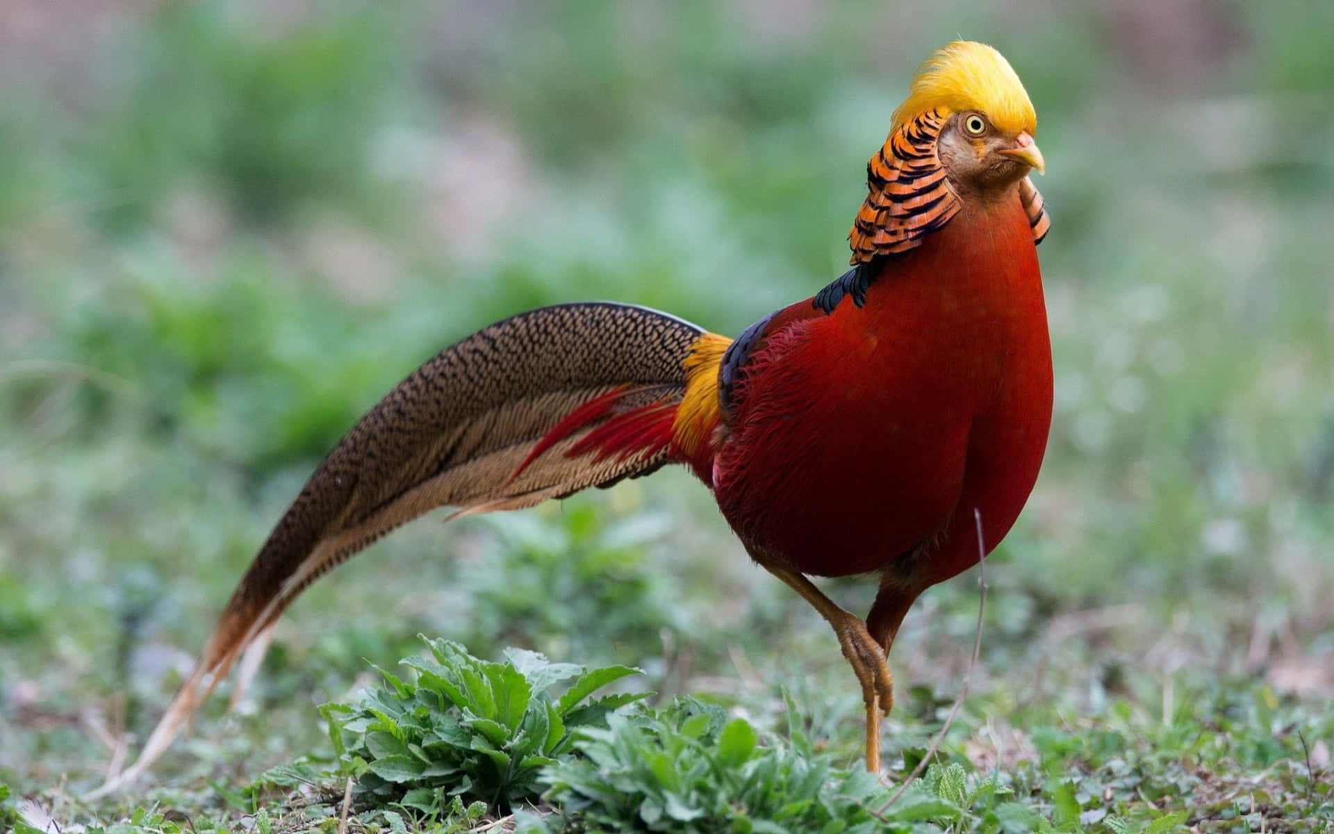 Golden Pheasant, natural habitat, grass, Full HD Desktop Wallpaper