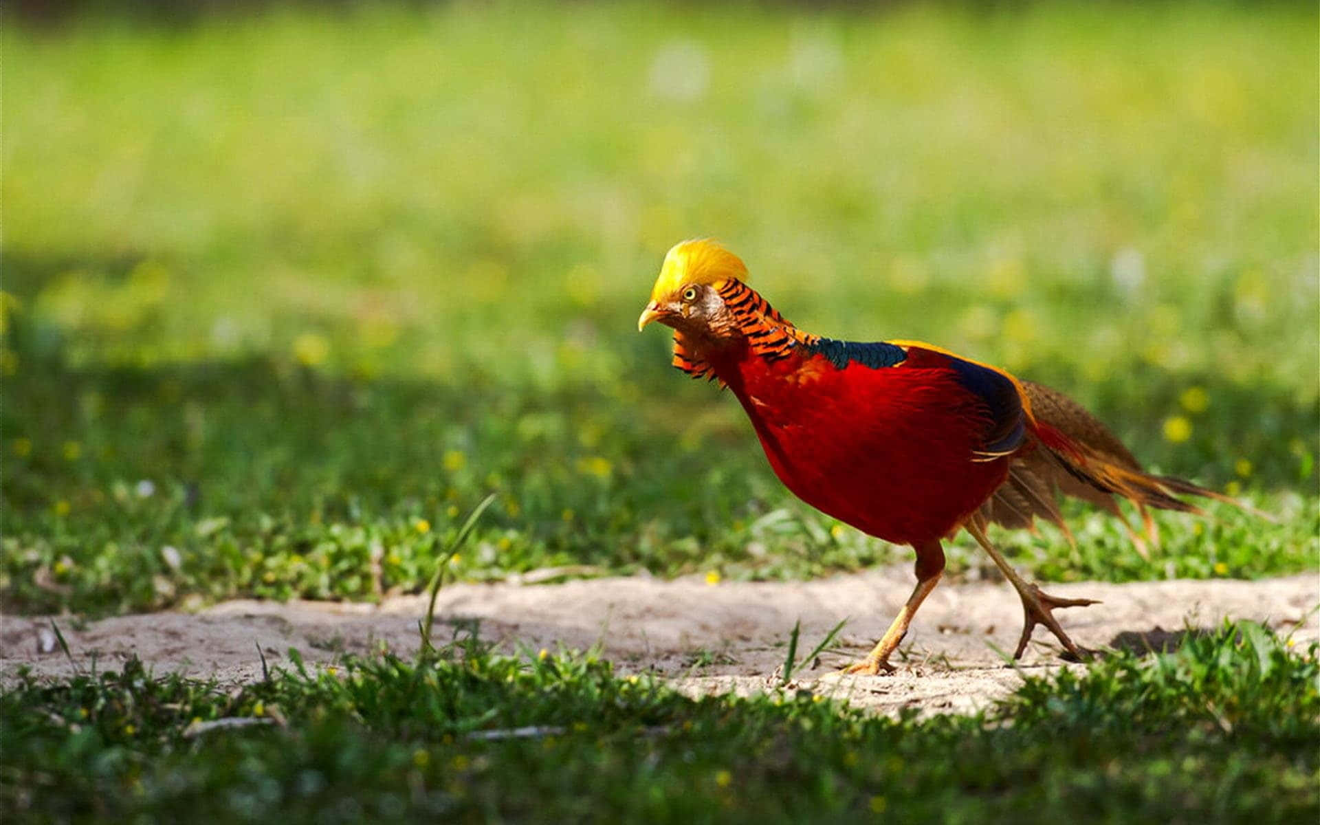 golden pheasant, grassy field, sunlit, Full HD Desktop Wallpaper