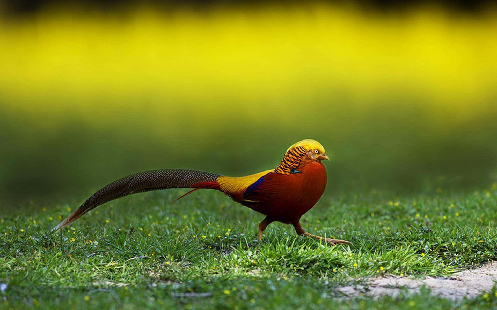 golden pheasant, lush green grass, blurred yellow-green background, Full HD Desktop Wallpaper