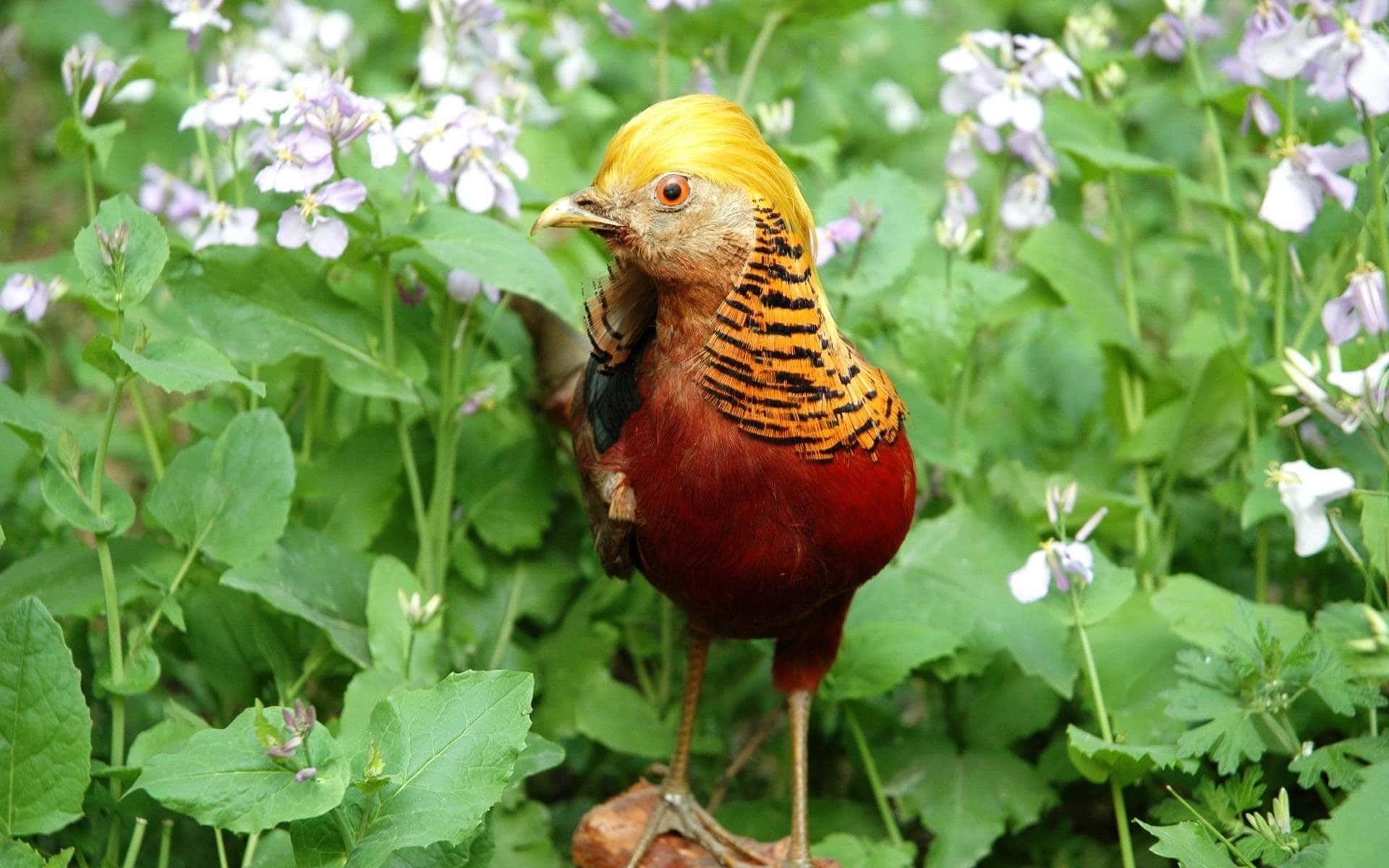 golden pheasant, lush green foliage, delicate purple flowers, Full HD Desktop Wallpaper