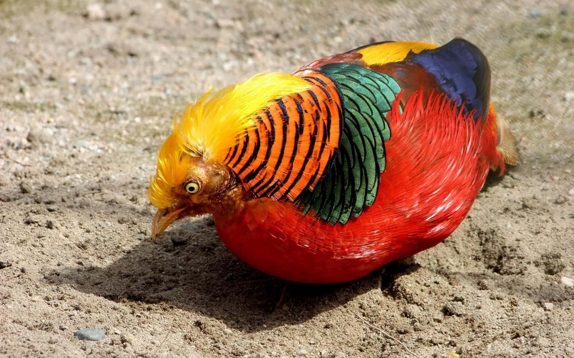 golden pheasant, fiery red body, iridescent green wings, Full HD Desktop Wallpaper