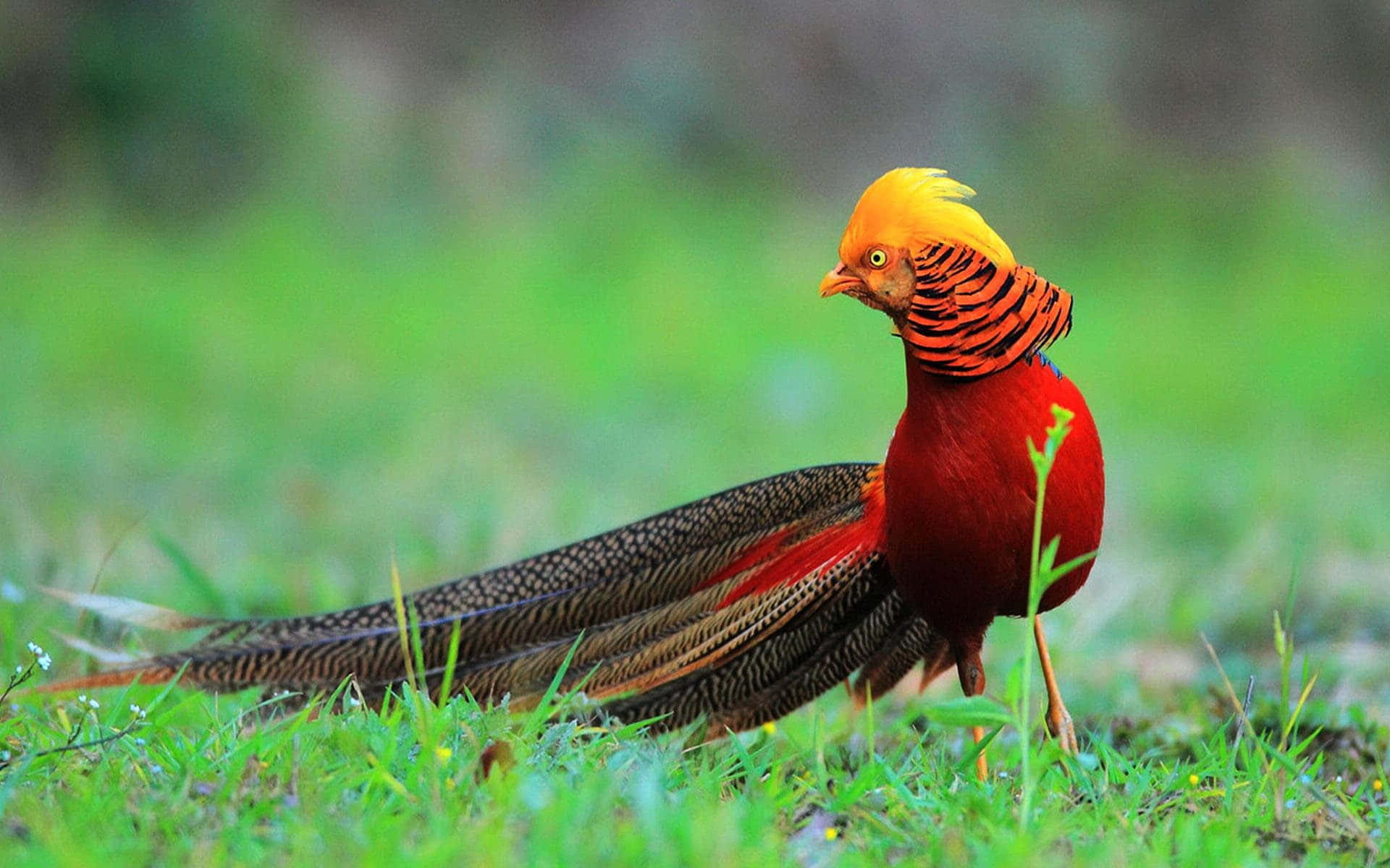 golden pheasant, lush green grass, blurred forest background, Full HD Desktop Wallpaper