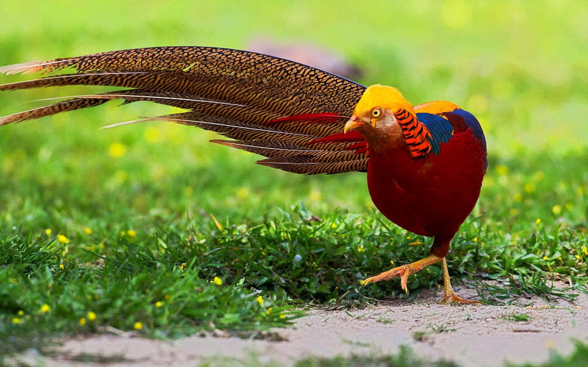 golden pheasant, sunlit grassy field, tiny yellow flowers, Full HD Desktop Wallpaper