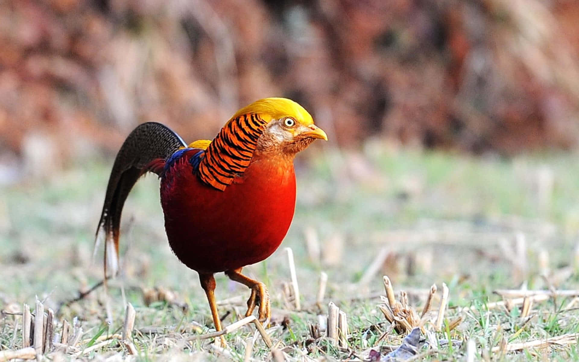 golden pheasant, fiery red body, yellow head, Full HD Desktop Wallpaper