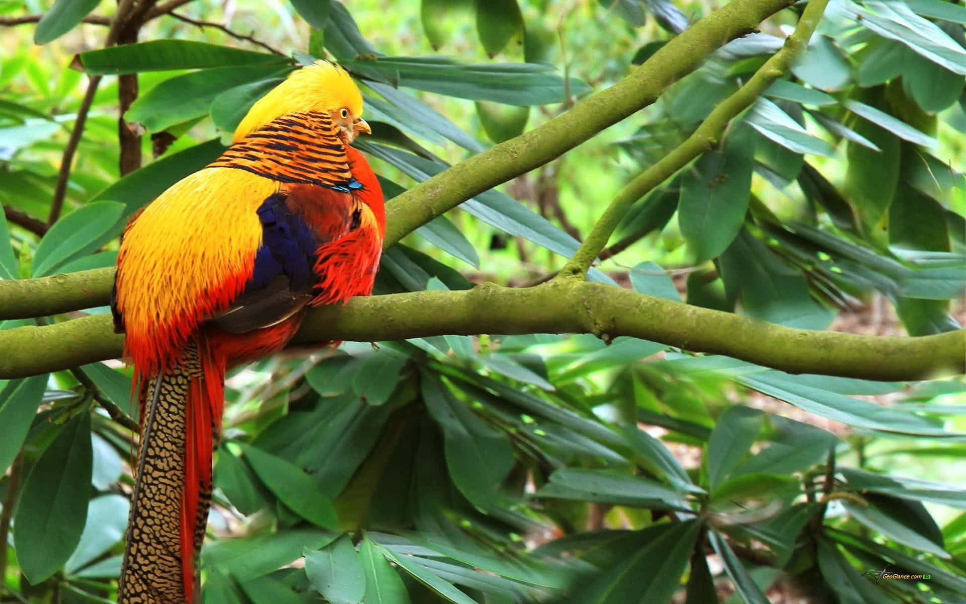 golden pheasant, branch, lush green foliage, Full HD Desktop Wallpaper