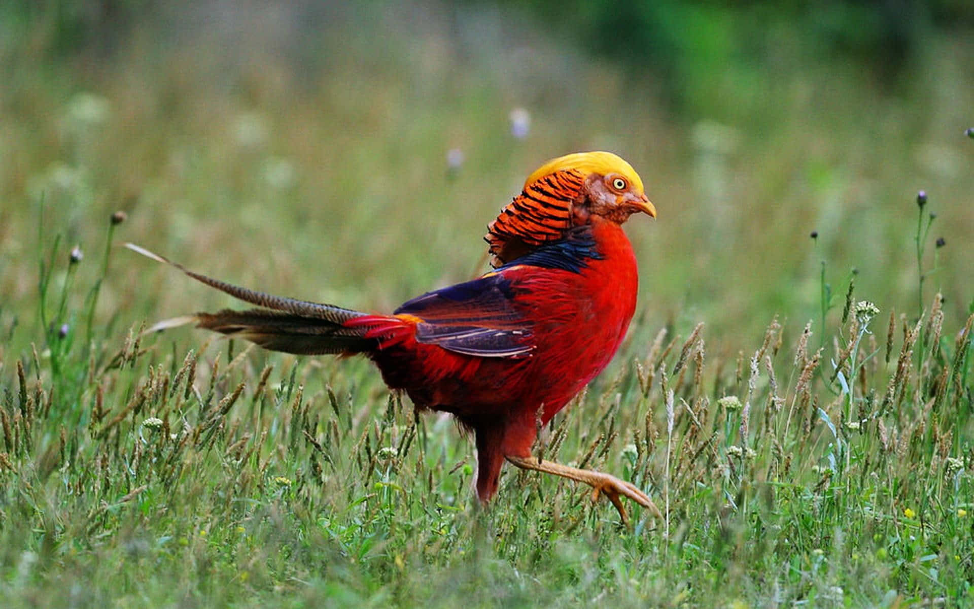 Golden Pheasant, grassy field, sunlit, Full HD Desktop Wallpaper