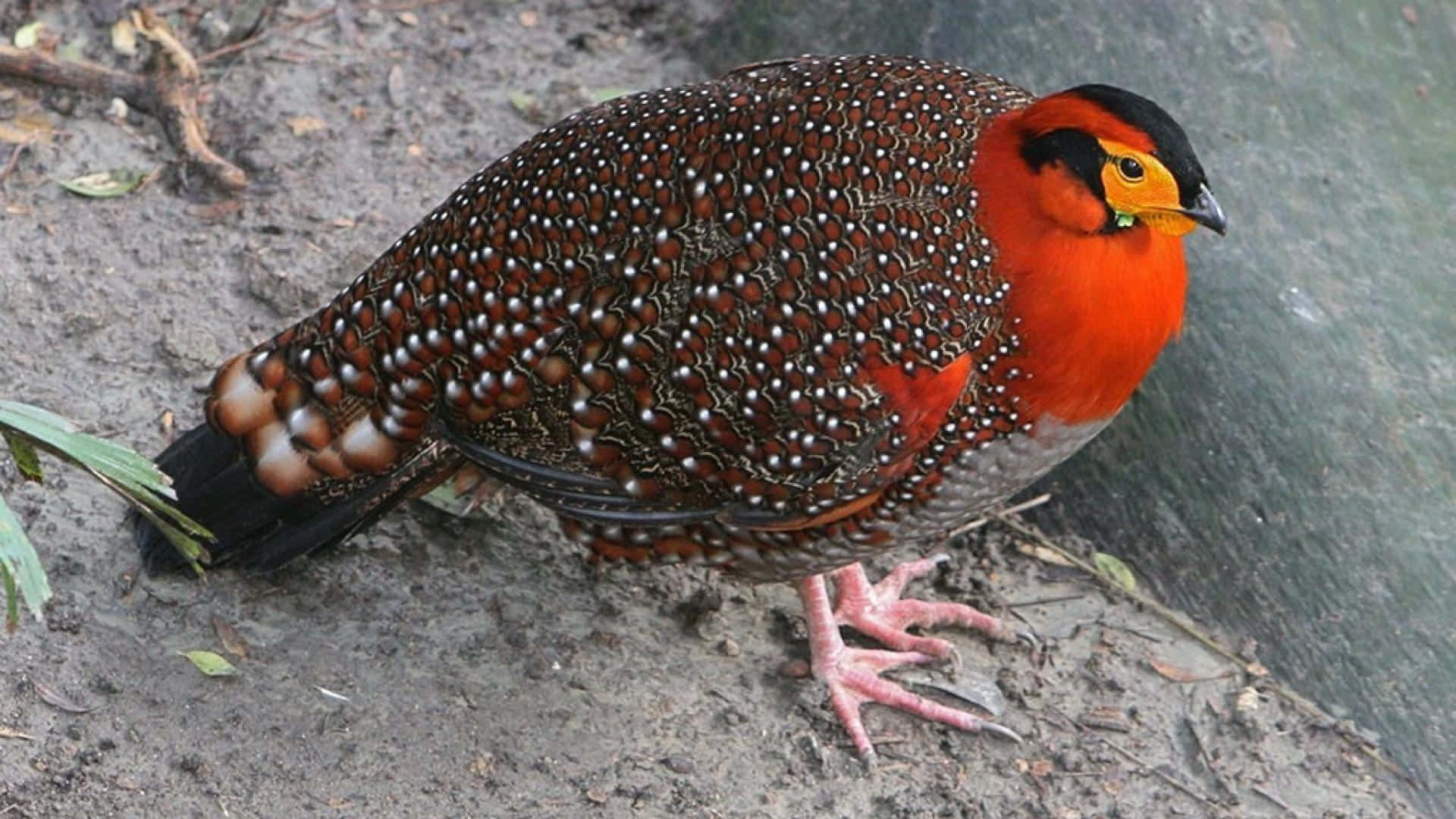golden pheasant, fiery orange neck, speckled brown wings, Full HD Desktop Wallpaper
