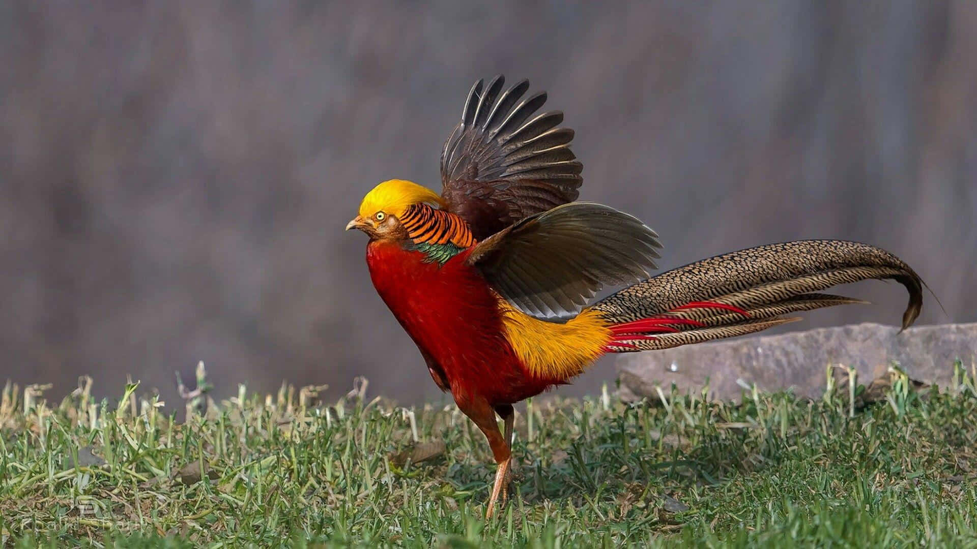 golden pheasant, grassy field, blurred rocky background, Full HD Desktop Wallpaper