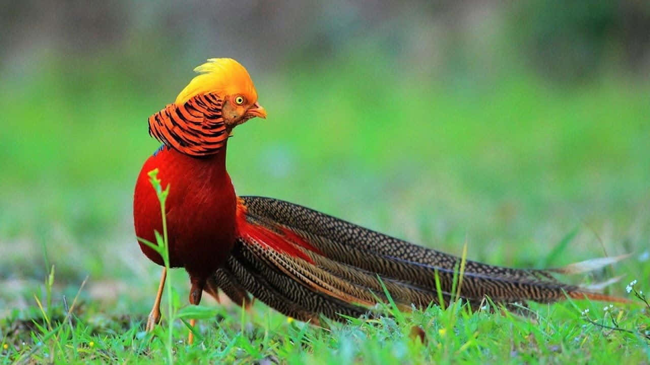 Golden Pheasant, natural habitat, lush green grass, HD Desktop Wallpaper