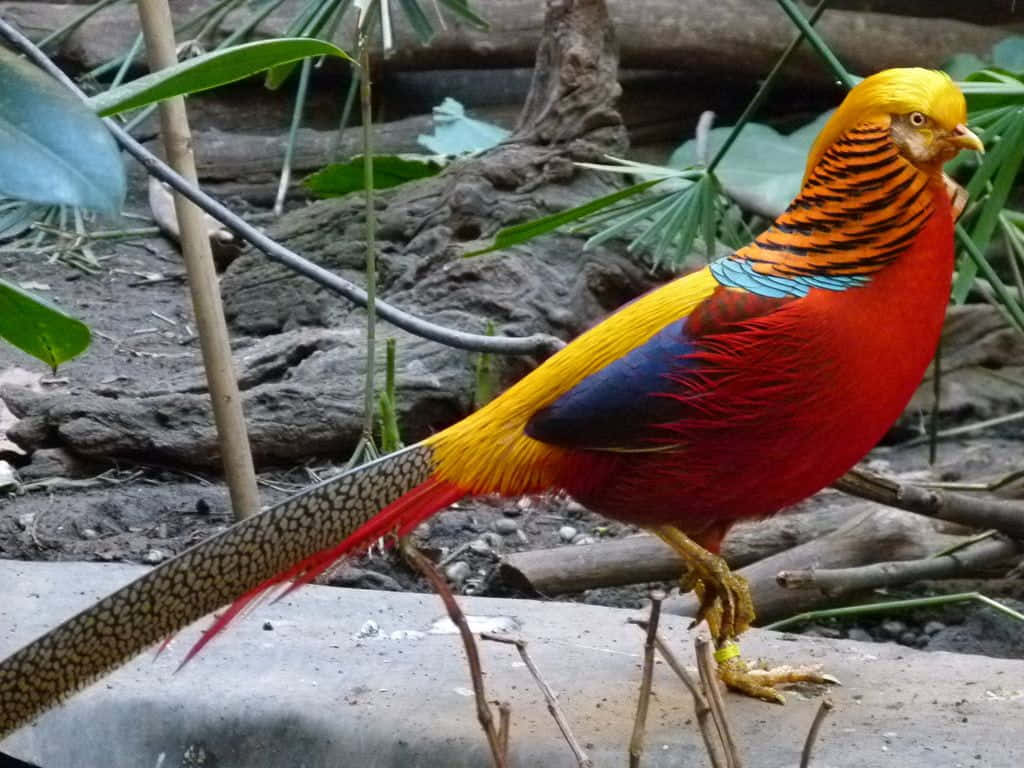 Golden Pheasant, natural habitat, branch, SD Desktop Wallpaper