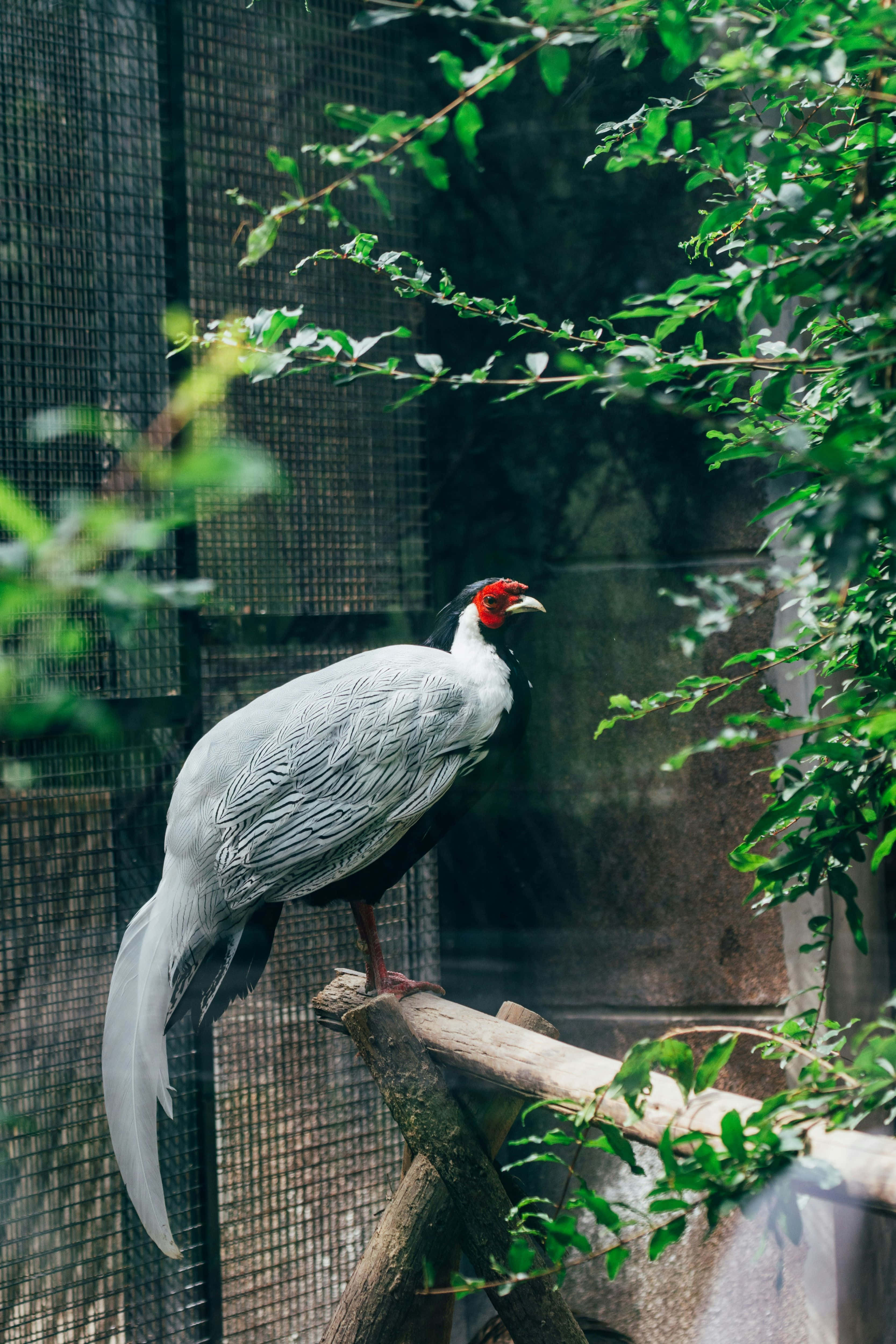 silver pheasant, red face, wooden branch, 4K Phone Wallpaper