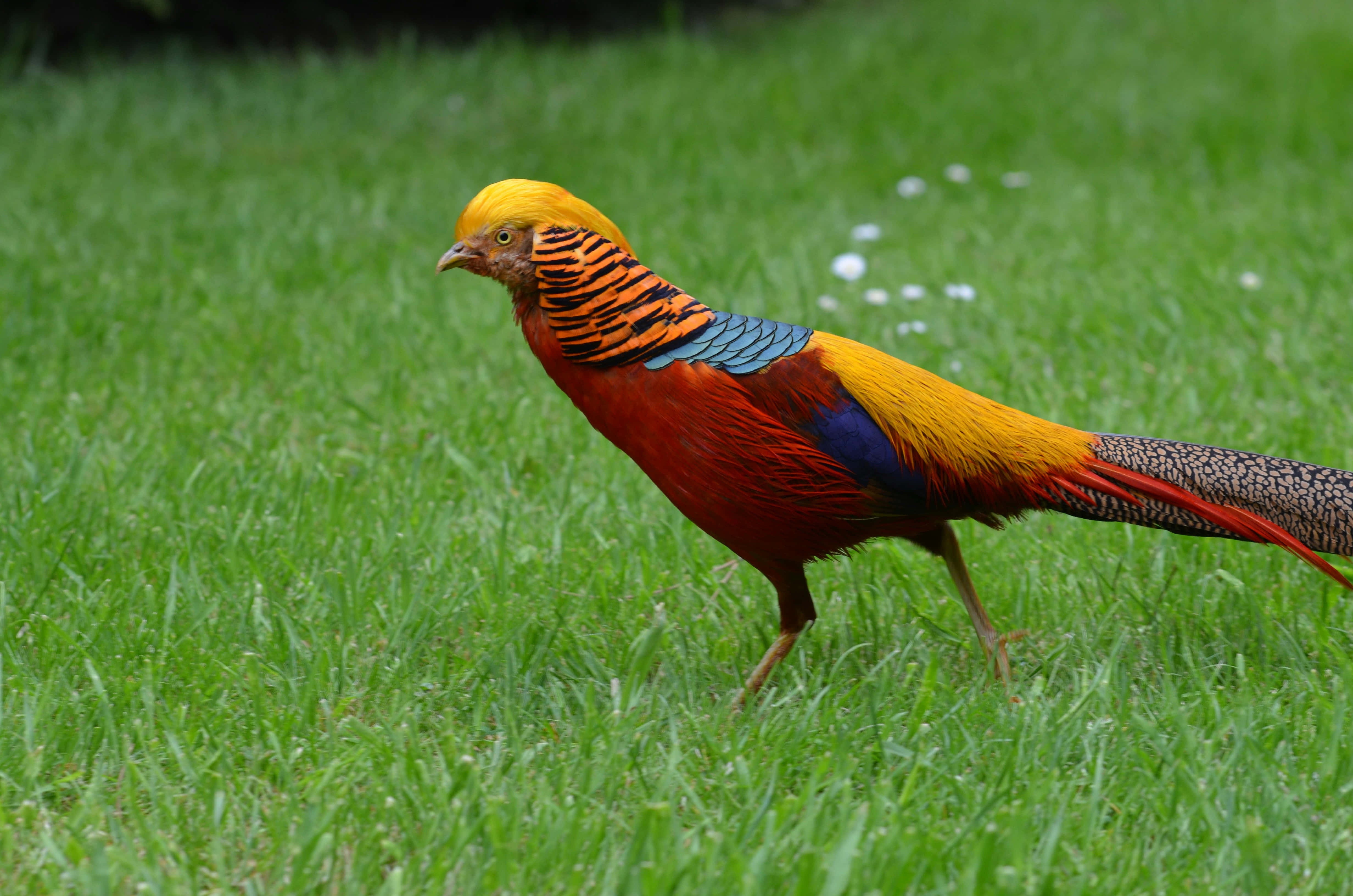 golden pheasant, lush green grass, bright daylight, 4K Desktop Wallpaper