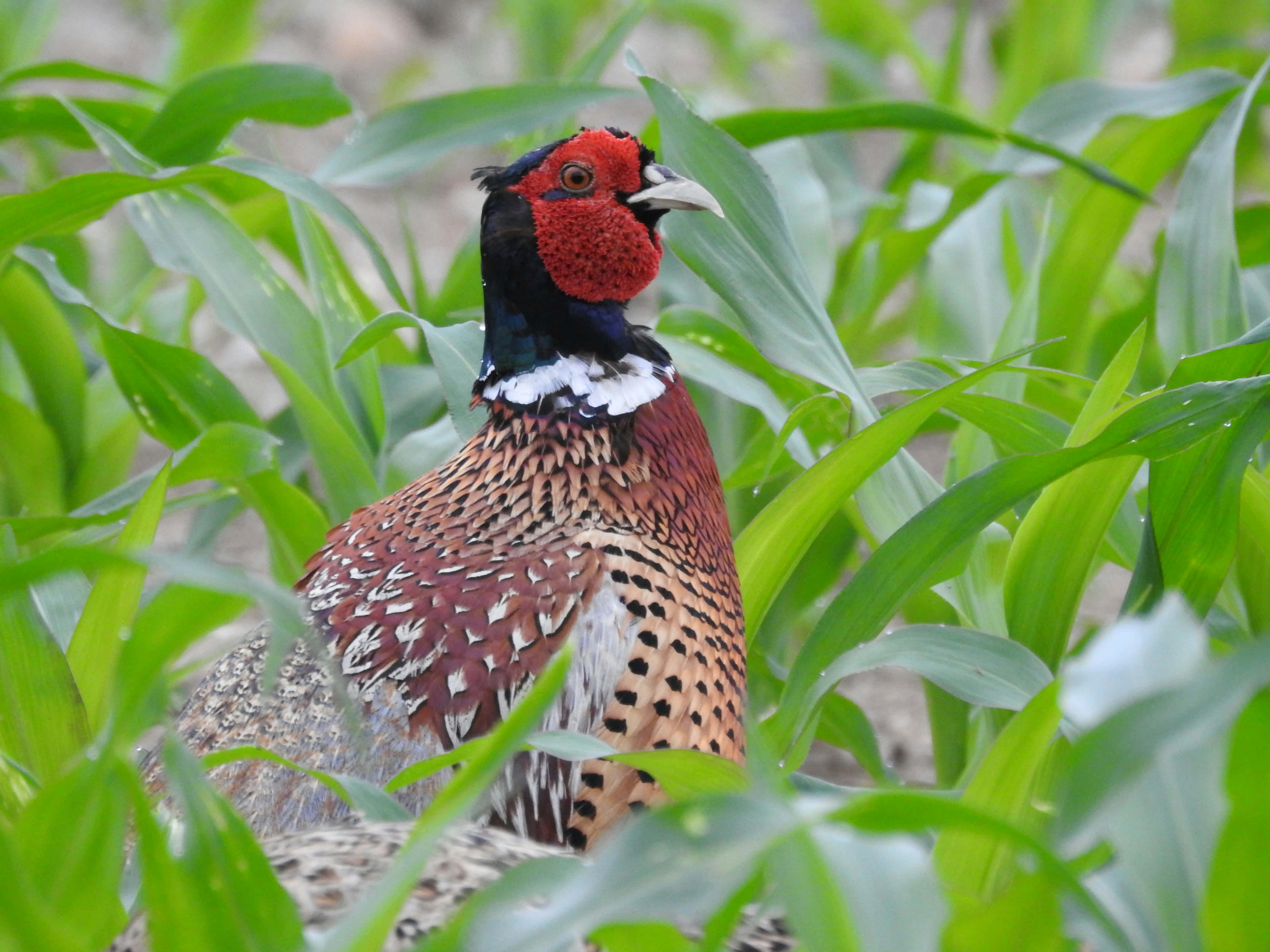 colorful pheasant, red face, speckled brown feathers, 4K Desktop Wallpaper