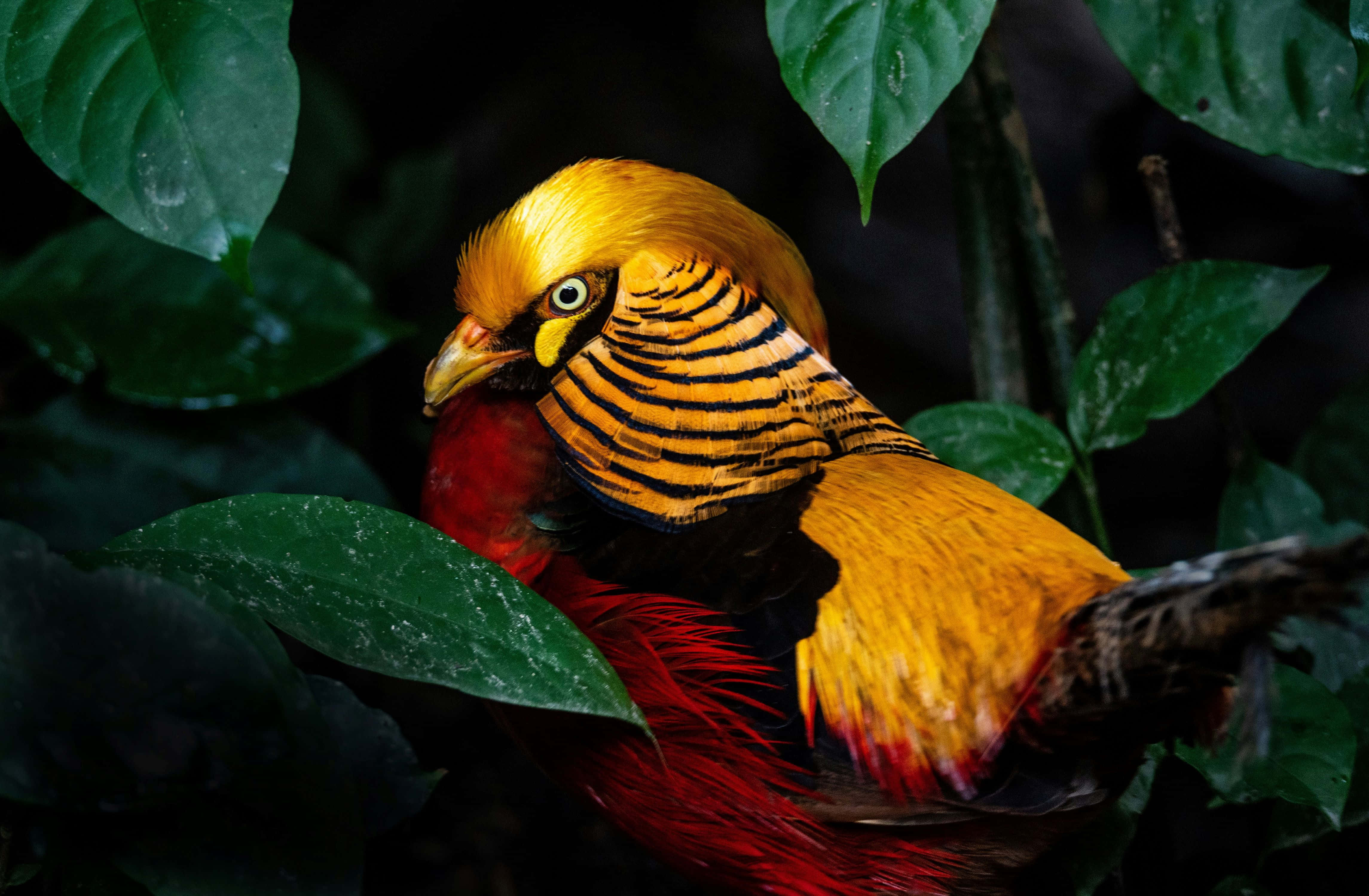 golden pheasant, fiery red tail, striped neck, 4K Desktop Wallpaper