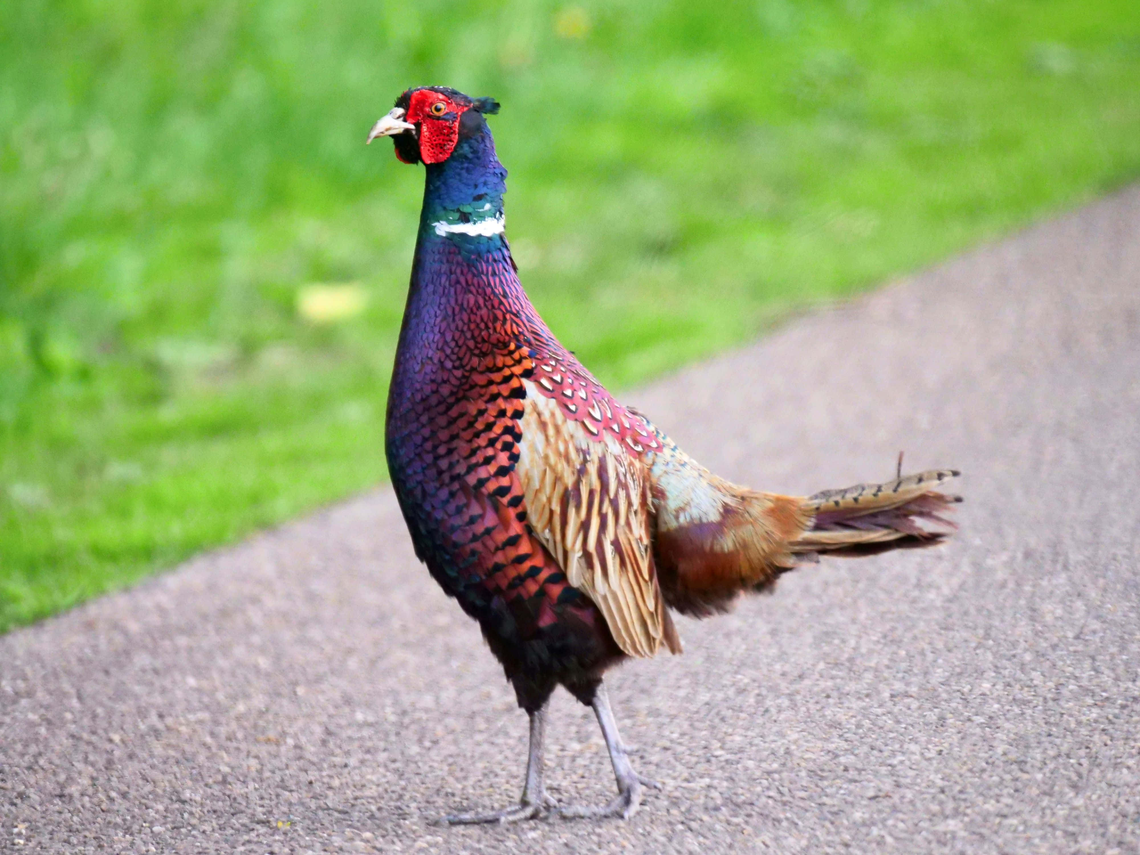 colorful pheasant, gravel path, lush green grass, 4K Desktop Wallpaper