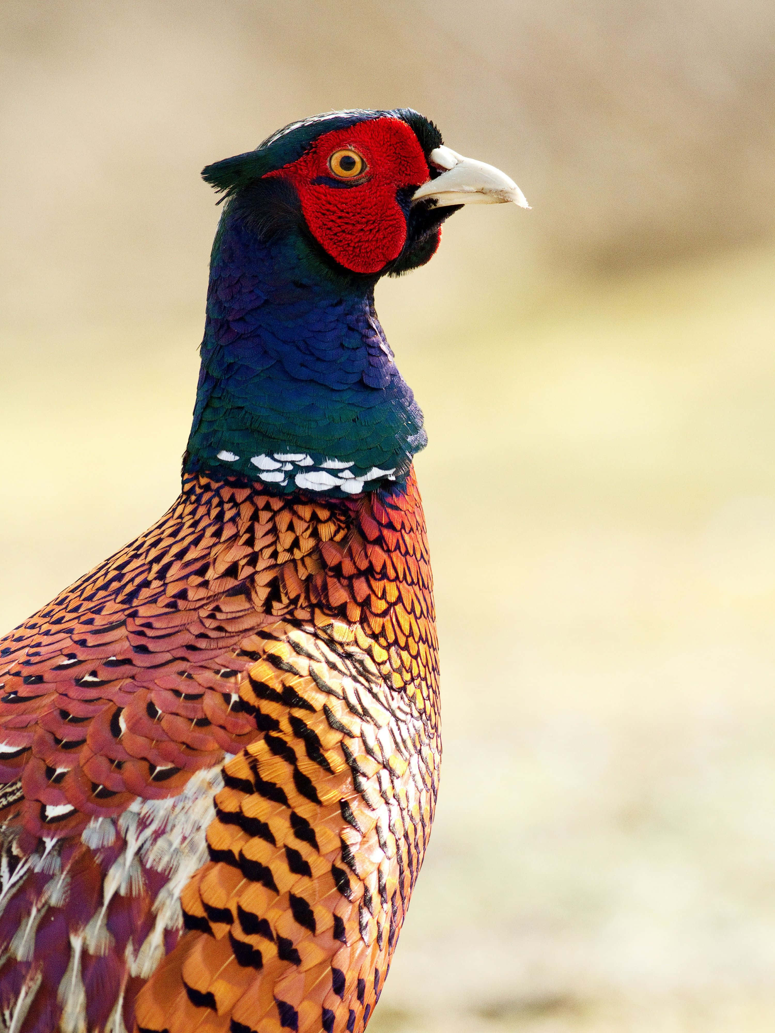 colorful pheasant, male pheasant, iridescent blue neck, 4K Phone Wallpaper