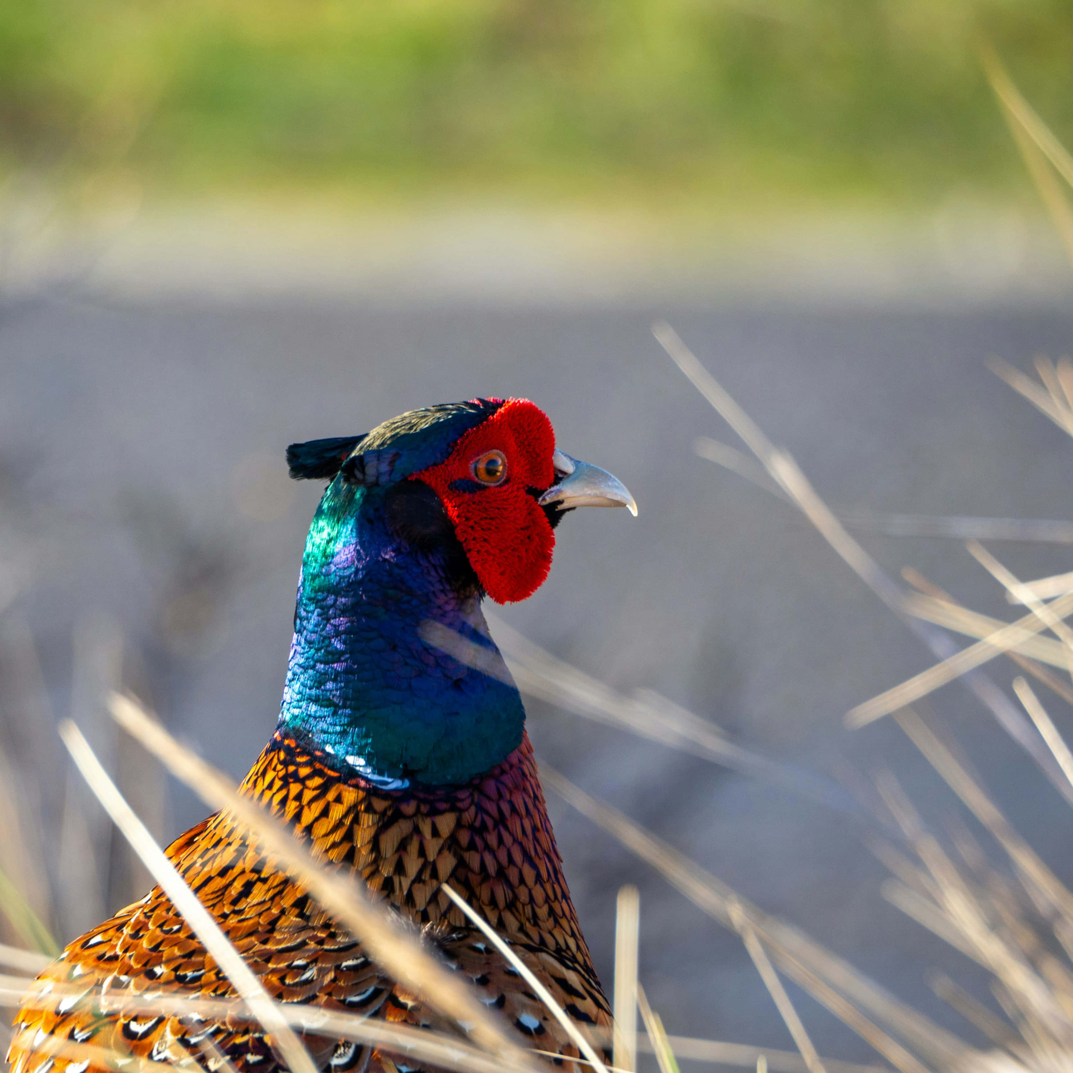 colorful male pheasant, iridescent blue neck, red face, 2K Desktop Wallpaper