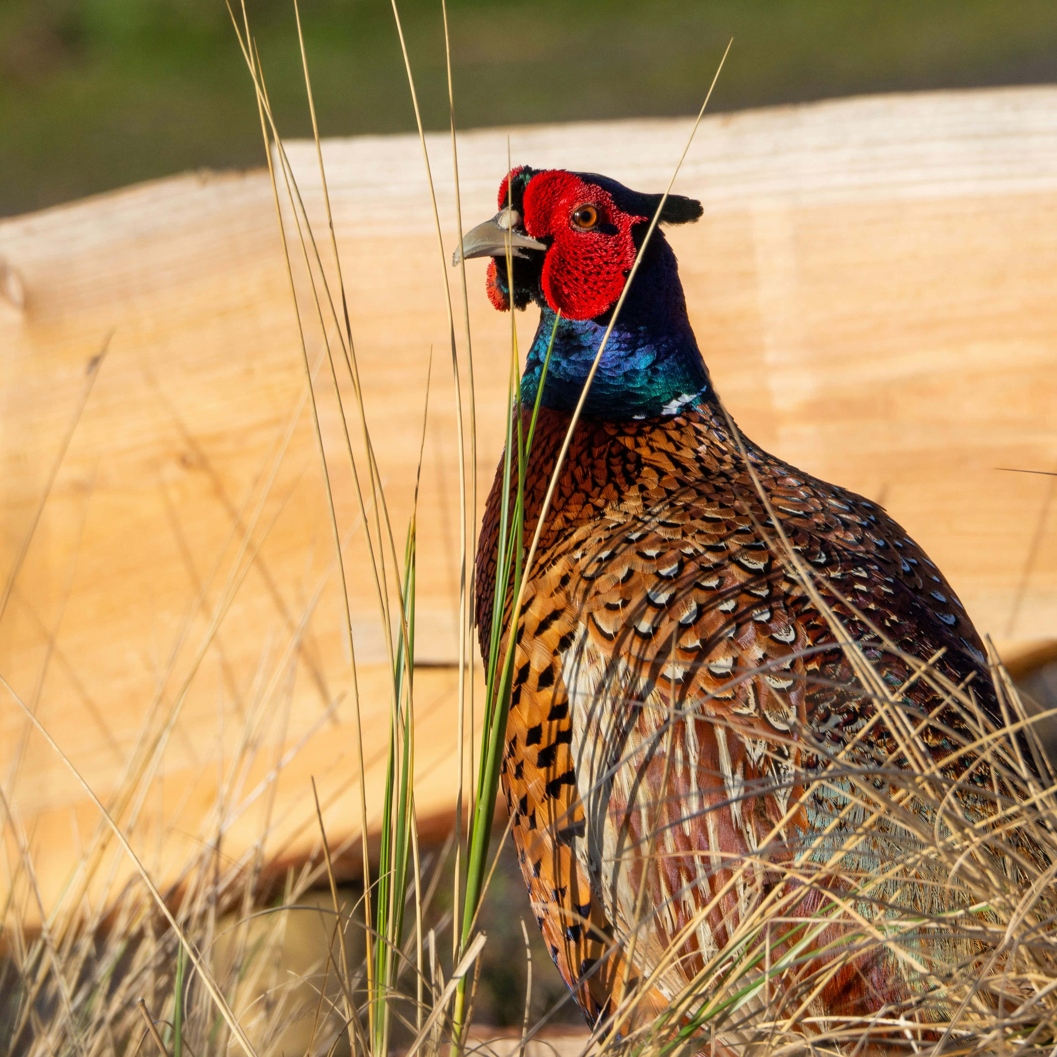 colorful pheasant, iridescent red face, coppery feathers, 2K Desktop Wallpaper