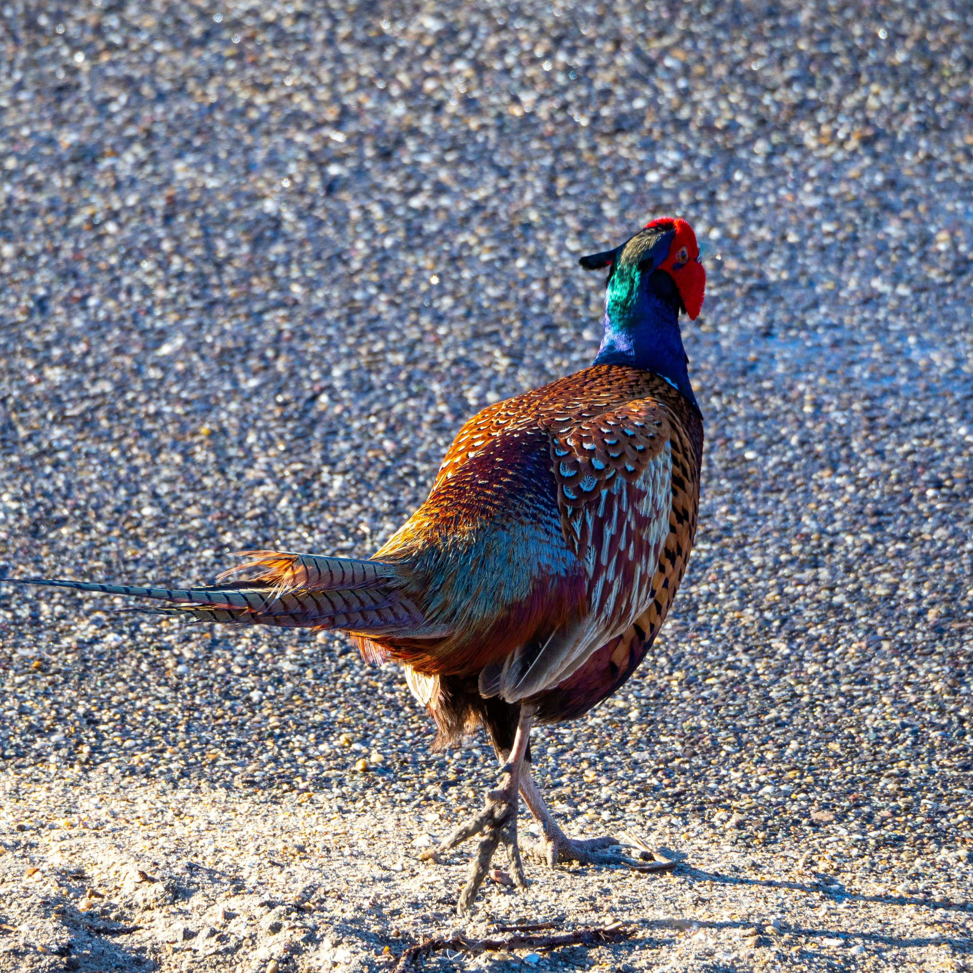 colorful pheasant, iridescent green neck, red face, 2K Desktop Wallpaper
