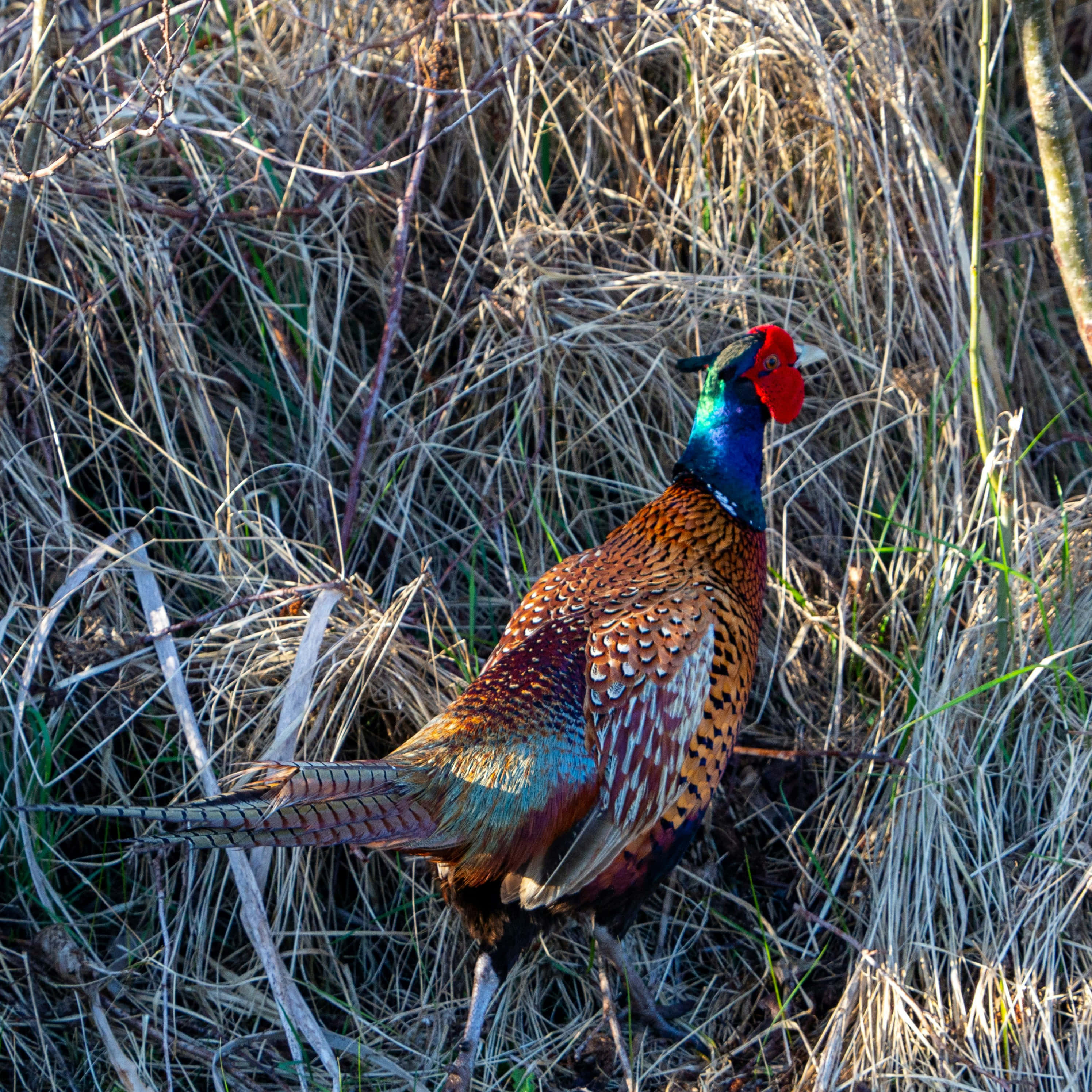 colorful pheasant, iridescent green neck, red face, 2K Desktop Wallpaper