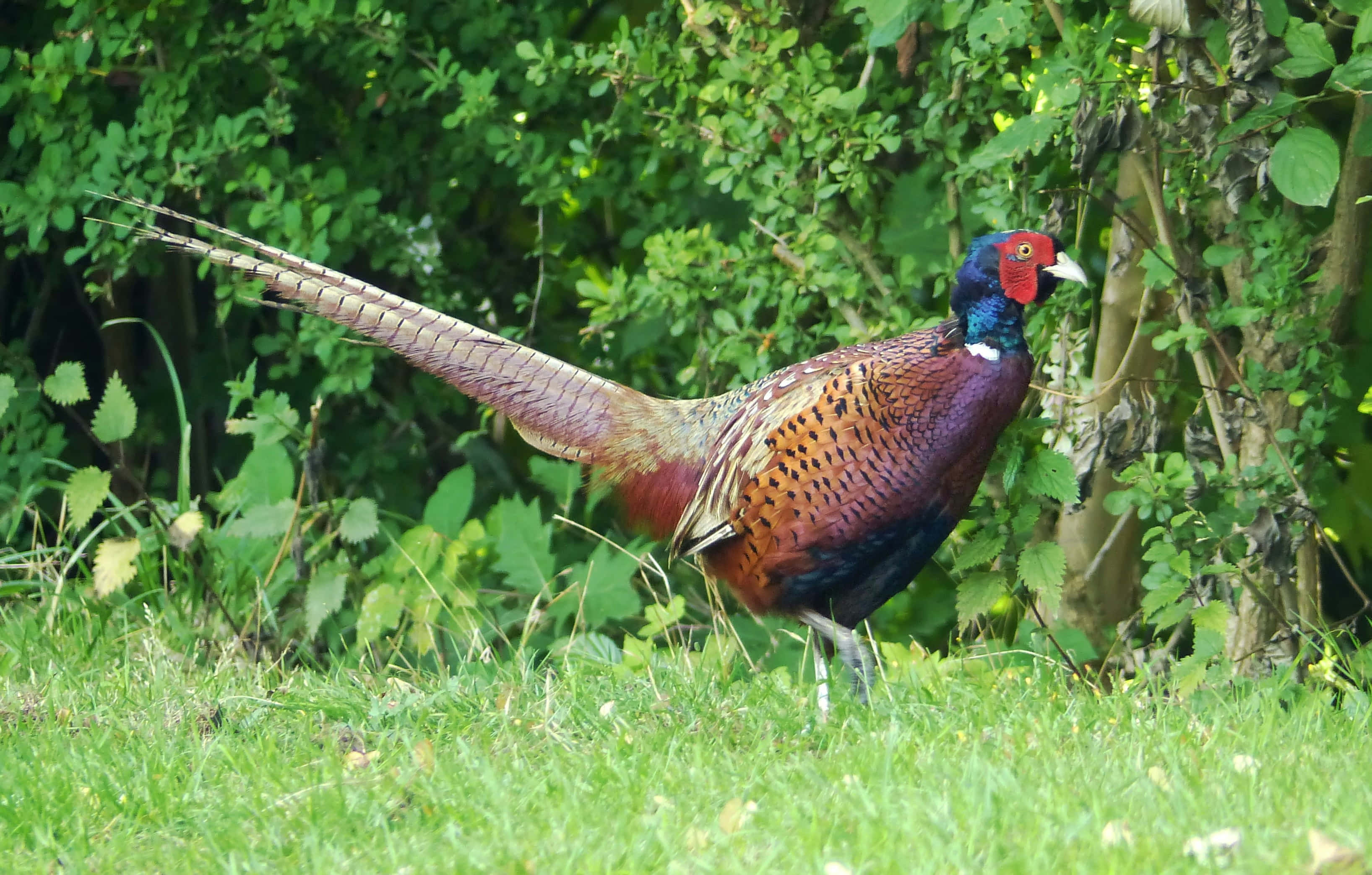 colorful male pheasant, iridescent plumage, long tail feathers, 2K Desktop Wallpaper