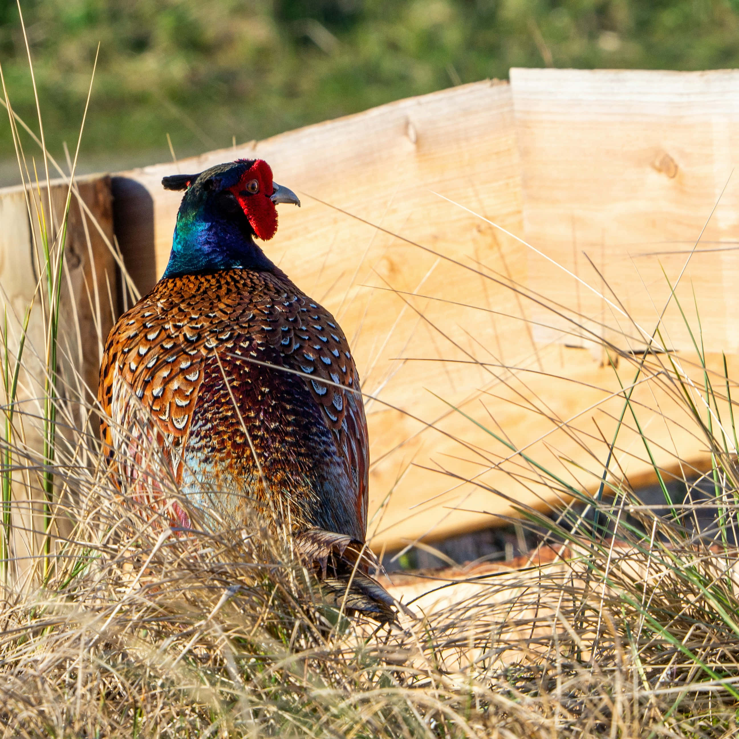 colorful pheasantin grass, iridescent blue neck, red face, 2K Desktop Wallpaper