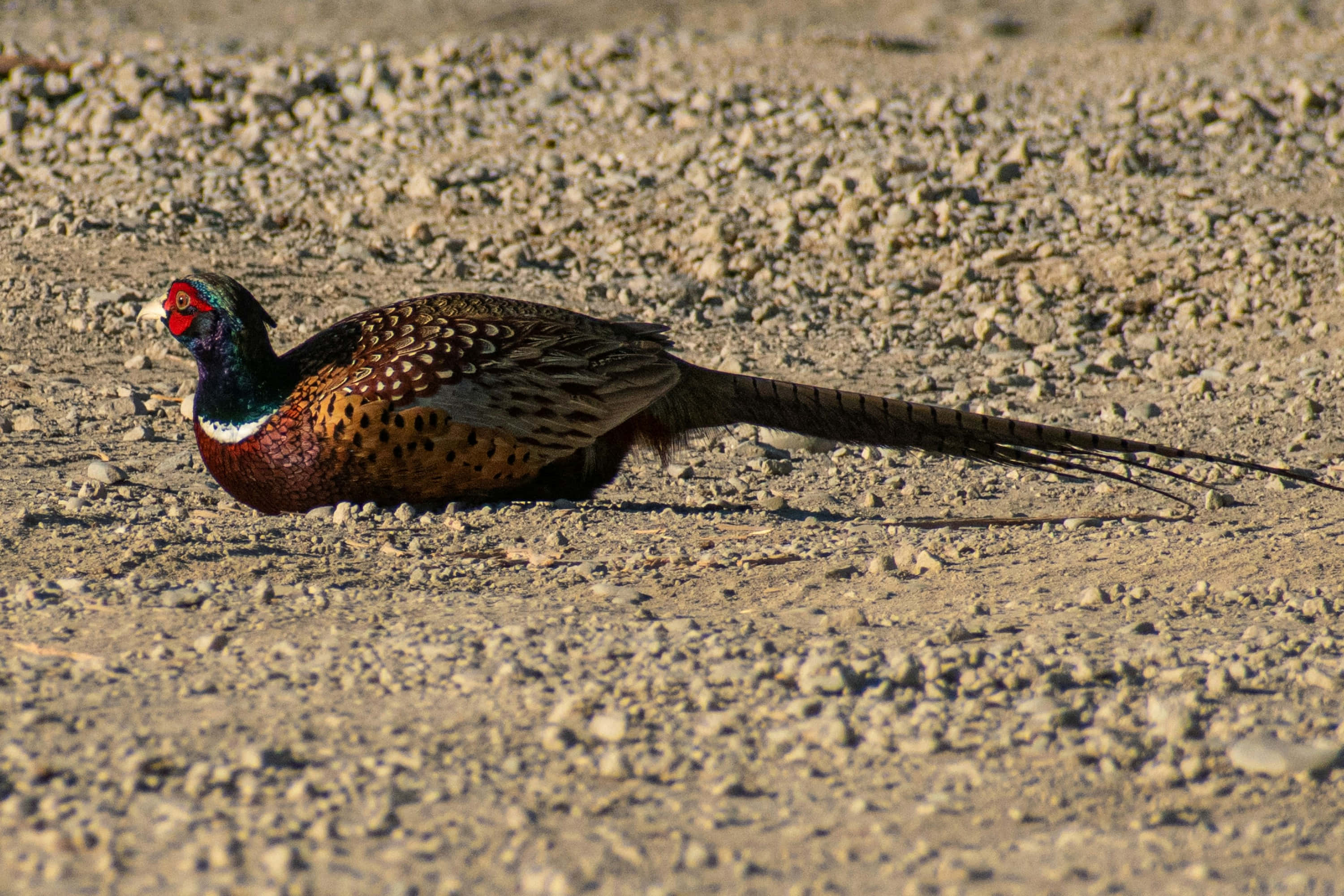 male pheasant, iridescent green head, long tail, 2K Desktop Wallpaper
