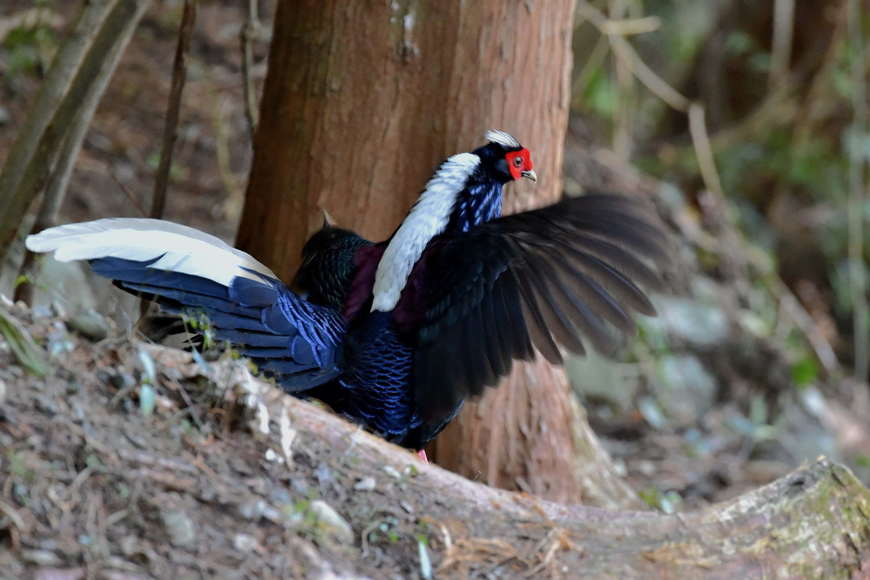 tragopan, iridescent blue plumage, white crest, 2K Desktop Wallpaper
