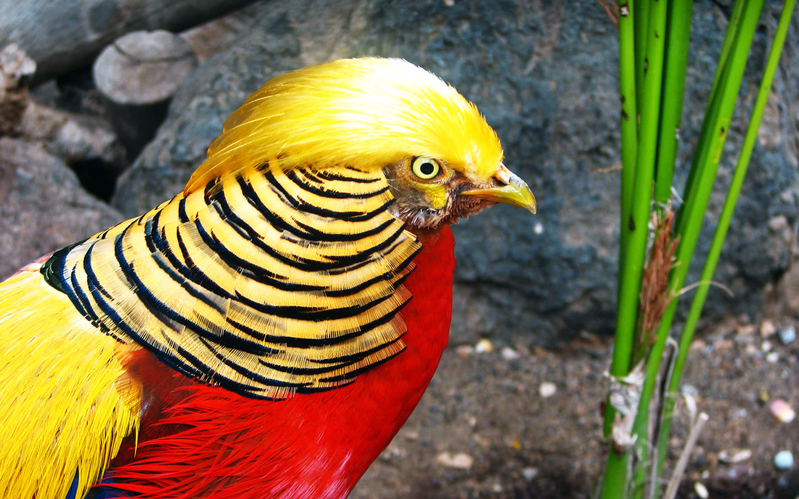 golden pheasant, red chest, black-striped neck, 2K Desktop Wallpaper