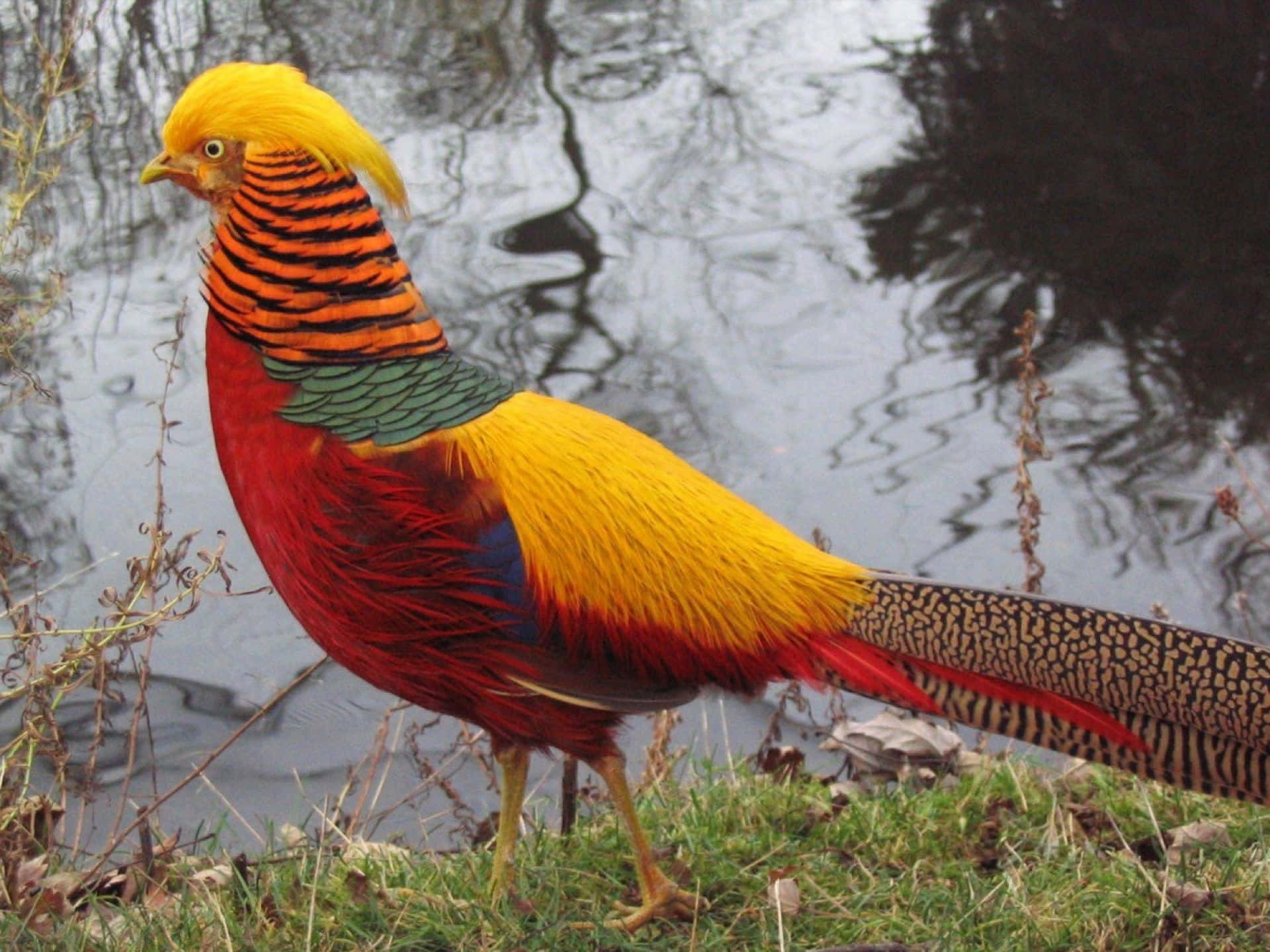 golden pheasant, ripping pond, fiery red chest, Full HD Desktop Wallpaper