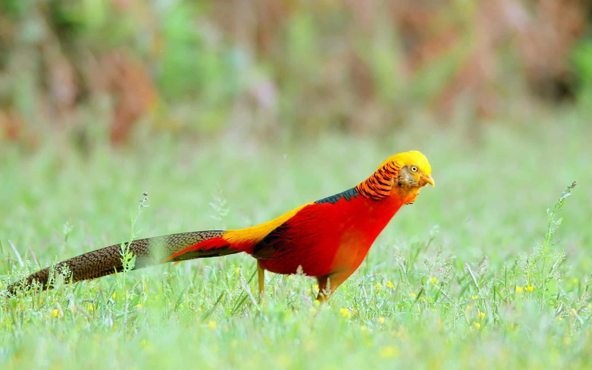 Golden Pheasant, sunlit meadow, green grass, Full HD Desktop Wallpaper