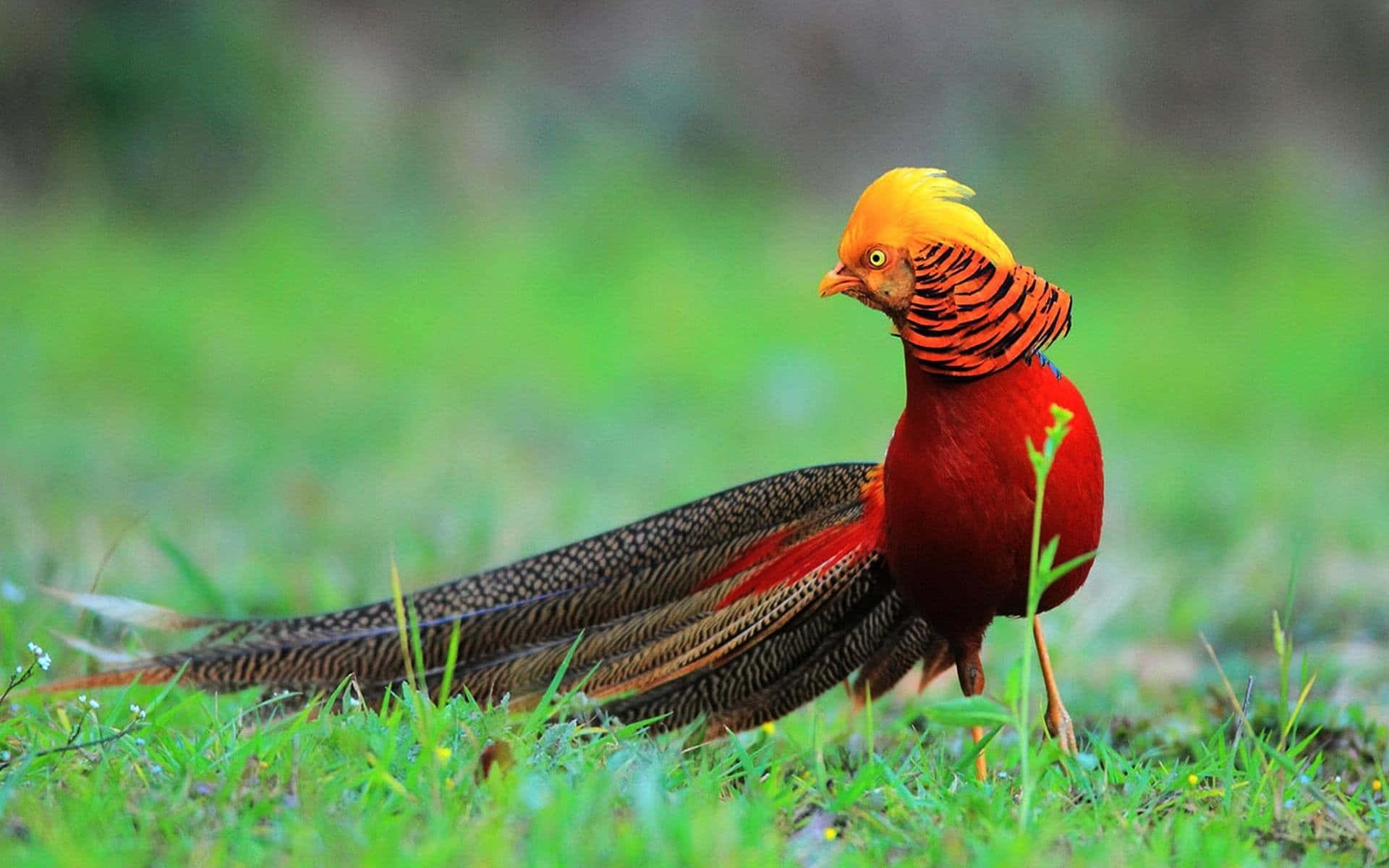 Golden Pheasant, natural habitat, lush green grass, Full HD Desktop Wallpaper