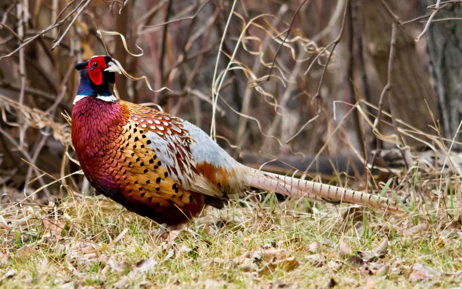 colorful male pheasant, iridescent red face, spotted plumage, Full HD Desktop Wallpaper