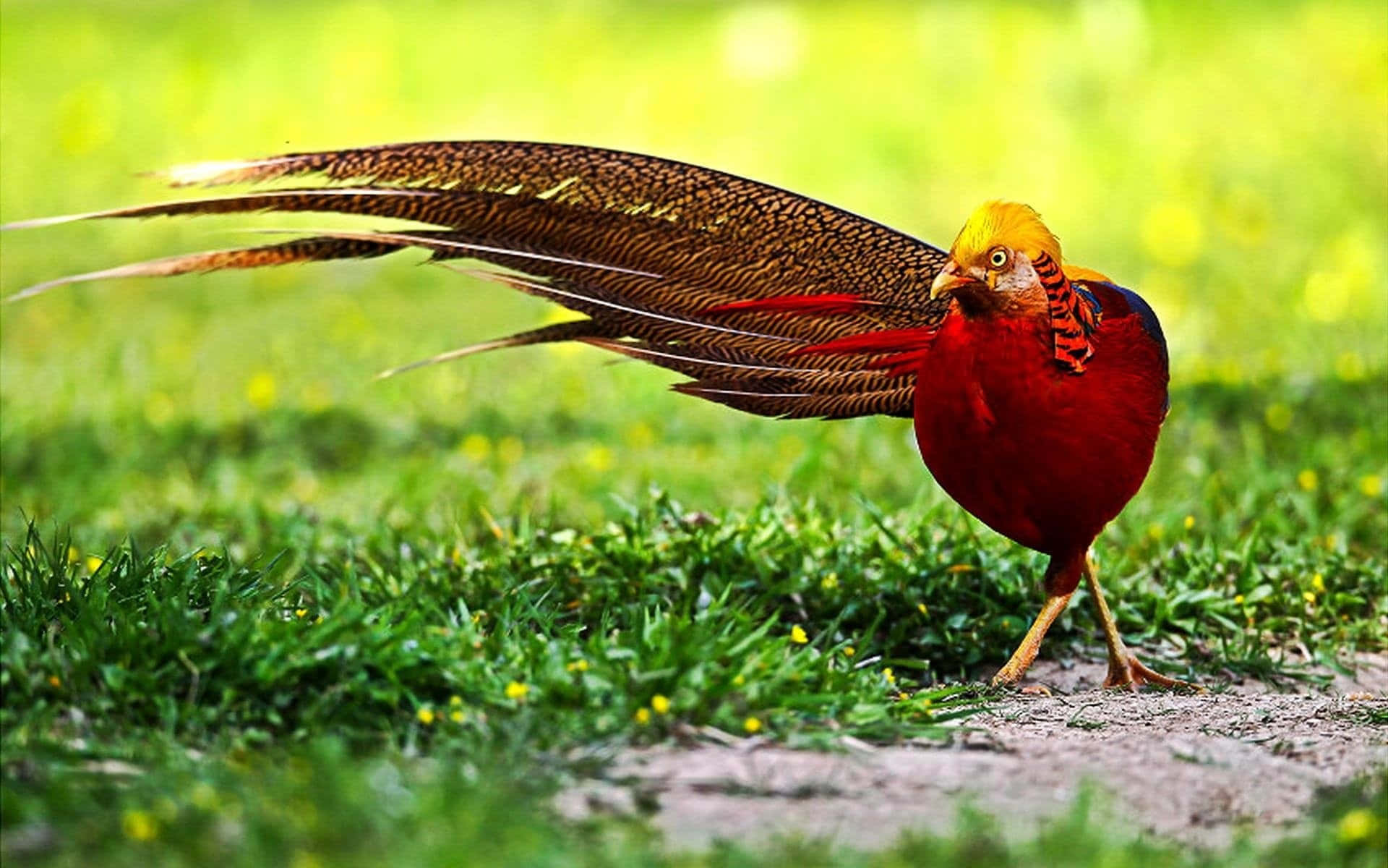 golden pheasant, sunlit grass, long ornate tail, Full HD Desktop Wallpaper