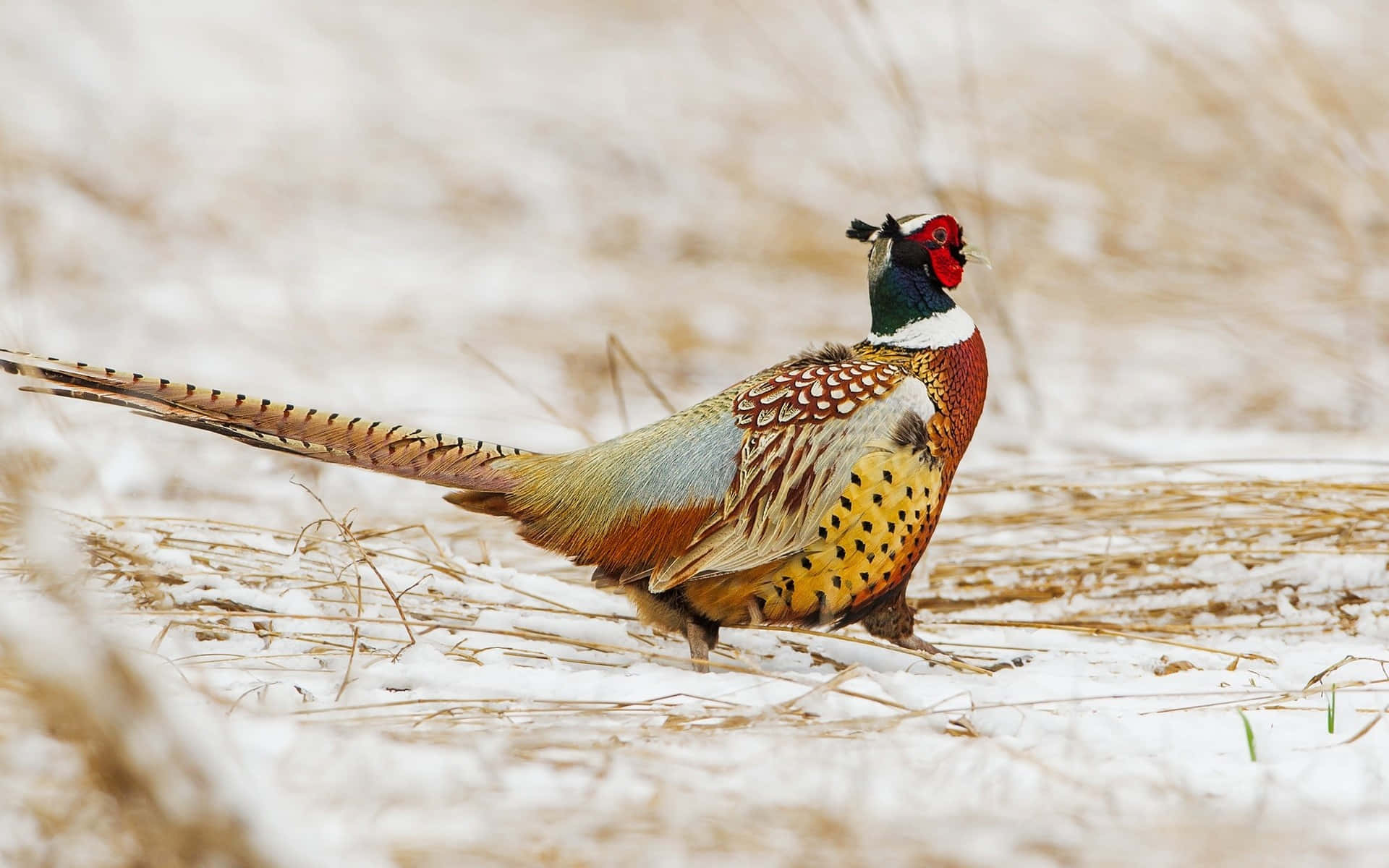 colorful pheasant, winter field, snowy field, Full HD Desktop Wallpaper