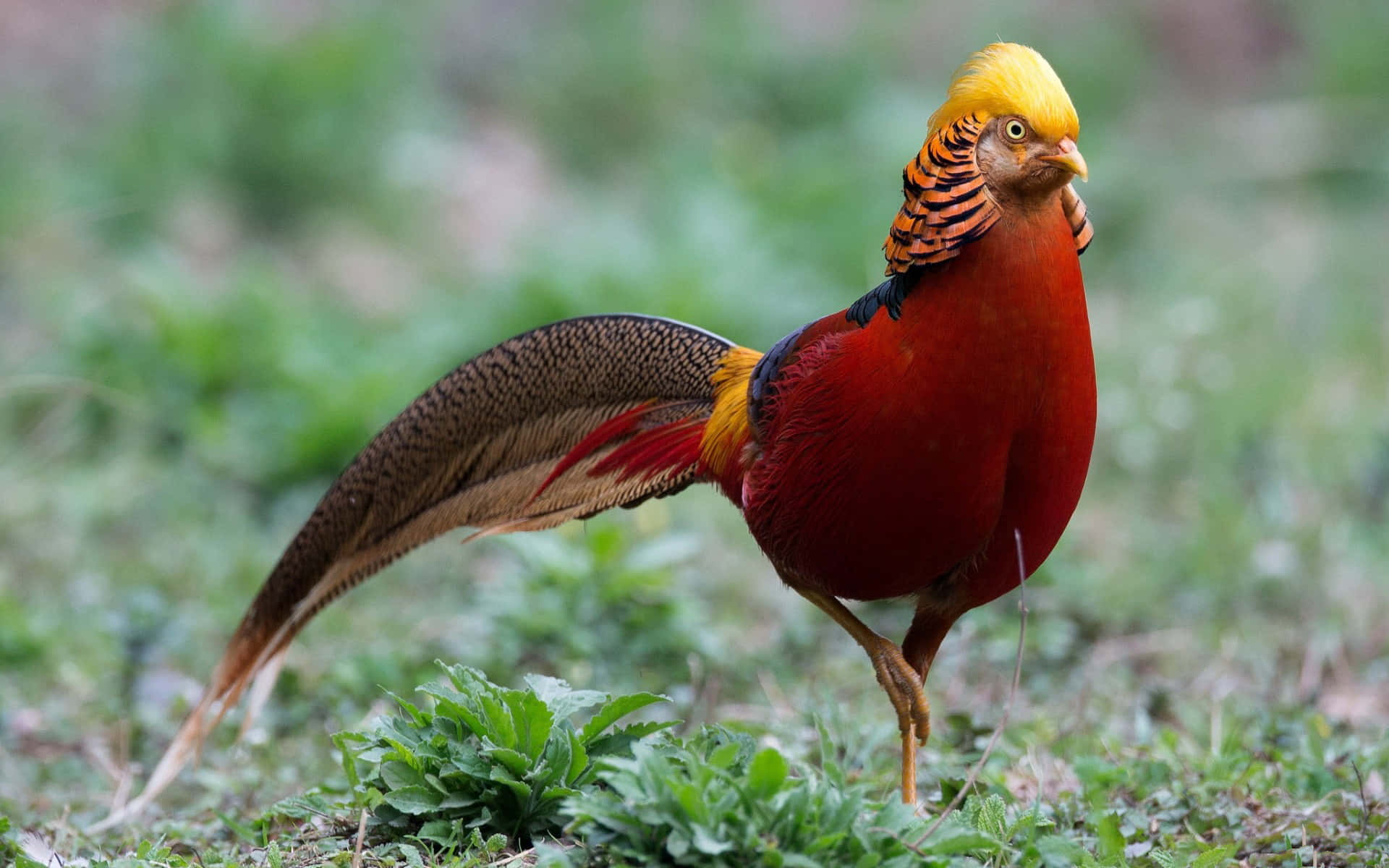 golden pheasant, natural habitat, fiery red chest, Full HD Desktop Wallpaper