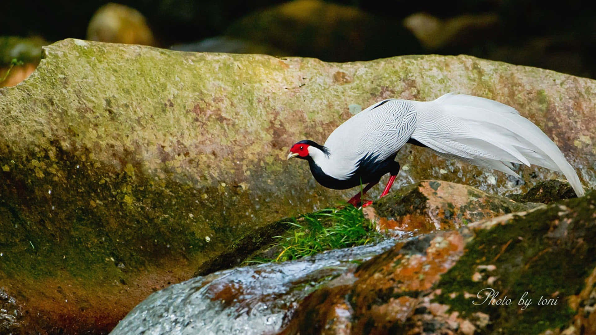 Silver Pheasant, stream, mossy rocks, Full HD Desktop Wallpaper