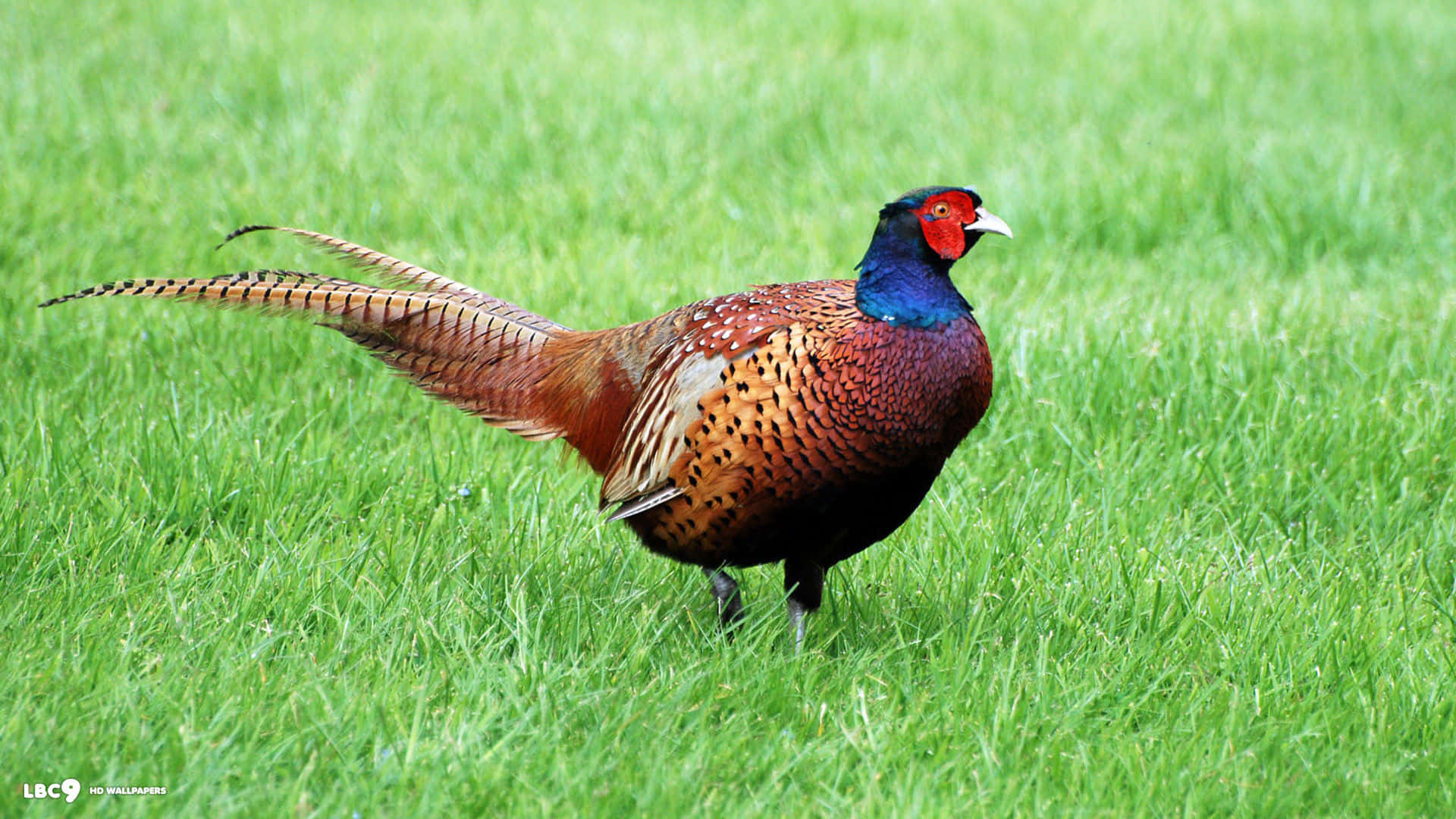 male pheasant, iridescent blue neck, long brown tail, Full HD Desktop Wallpaper
