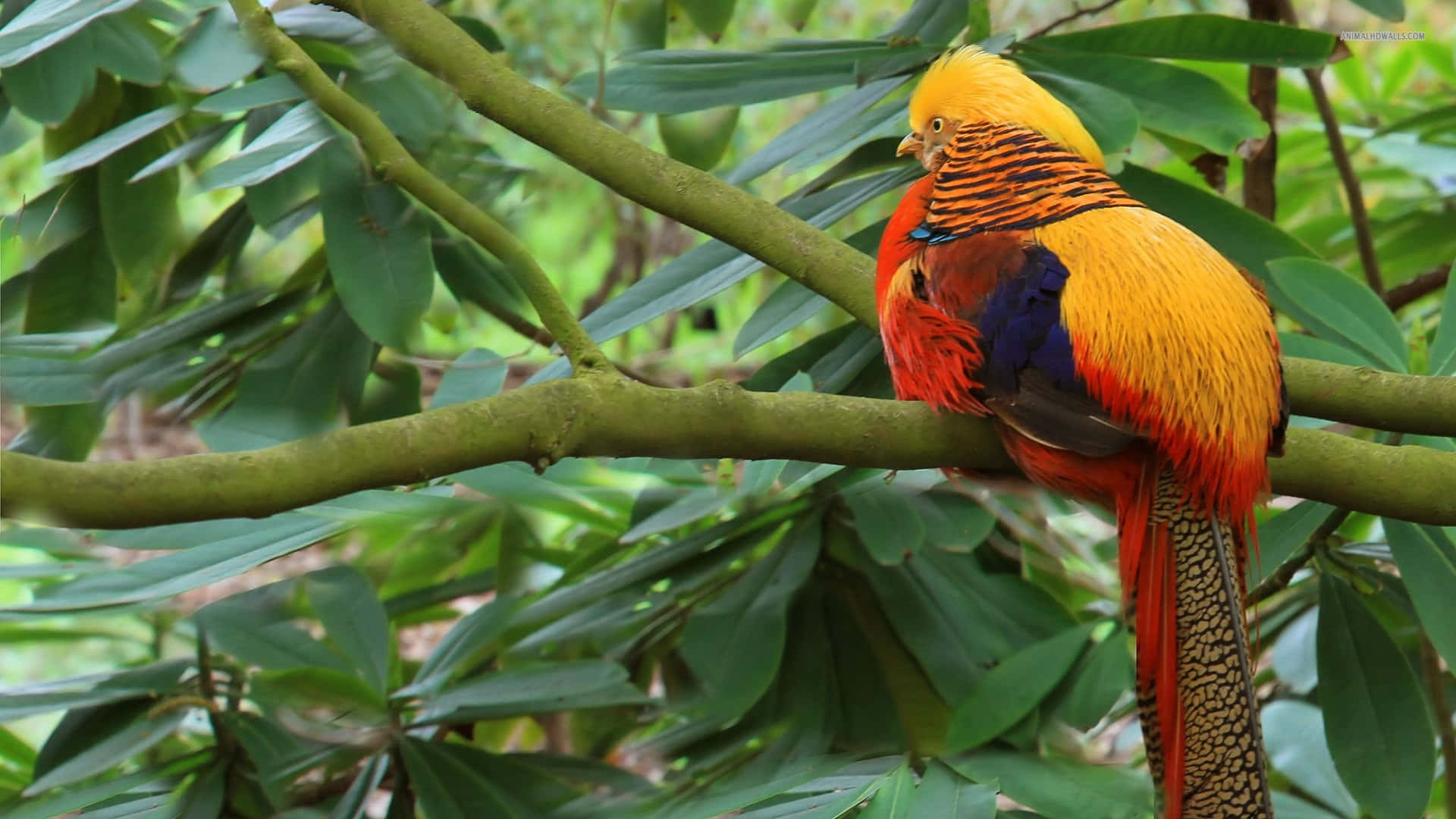 golden pheasant, natural habitat, branch, Full HD Desktop Wallpaper