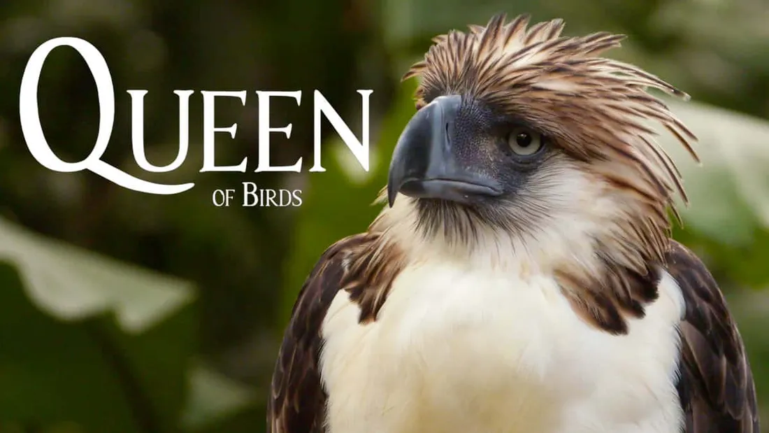 Philippine Eagle